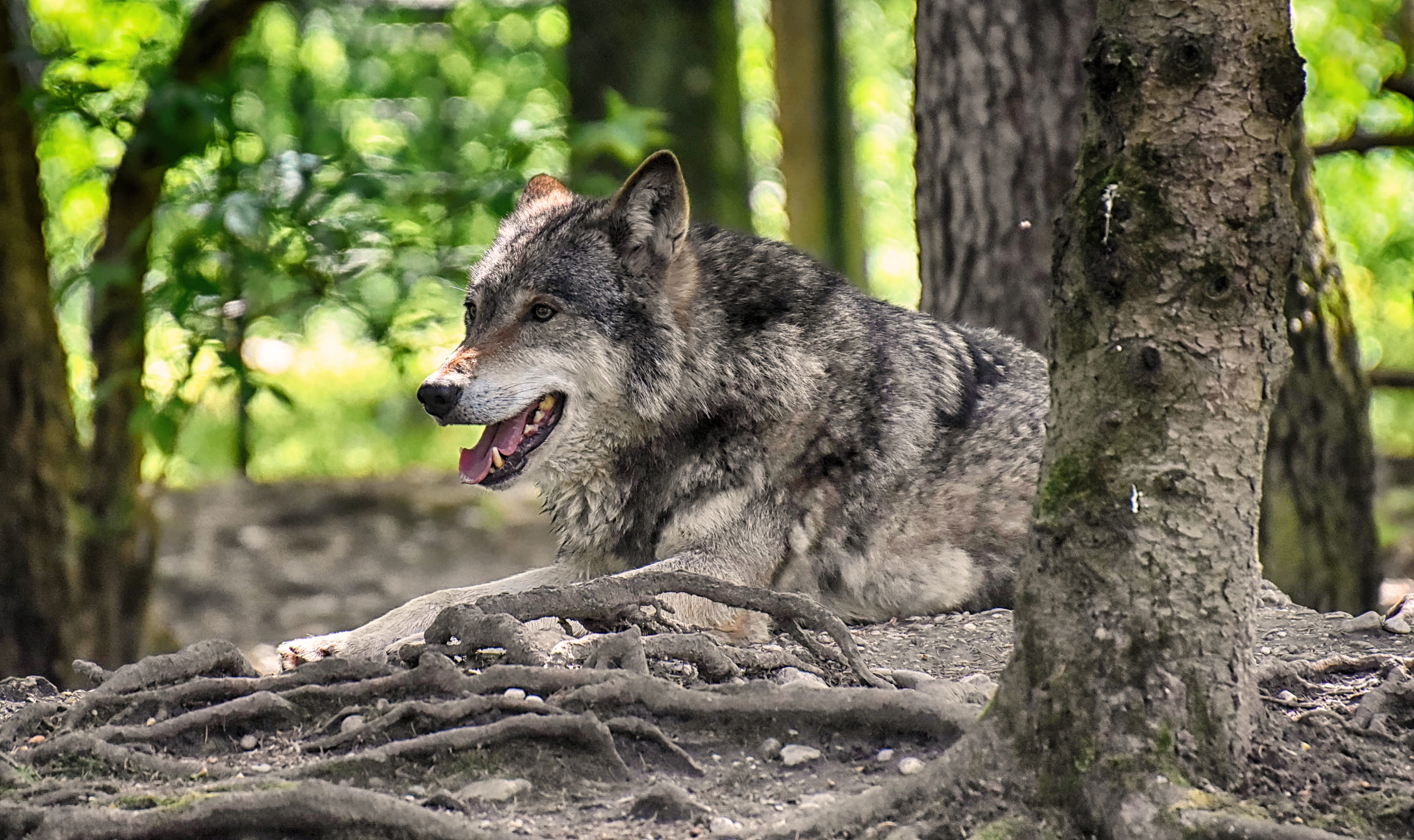 pack animal, outdoors, dangerous, aggression, mouth open, animal themes, hellabrunn, forest, nature, relaxed, tree trunk, predator, wild animal, pets, wolf, HD Wallpaper