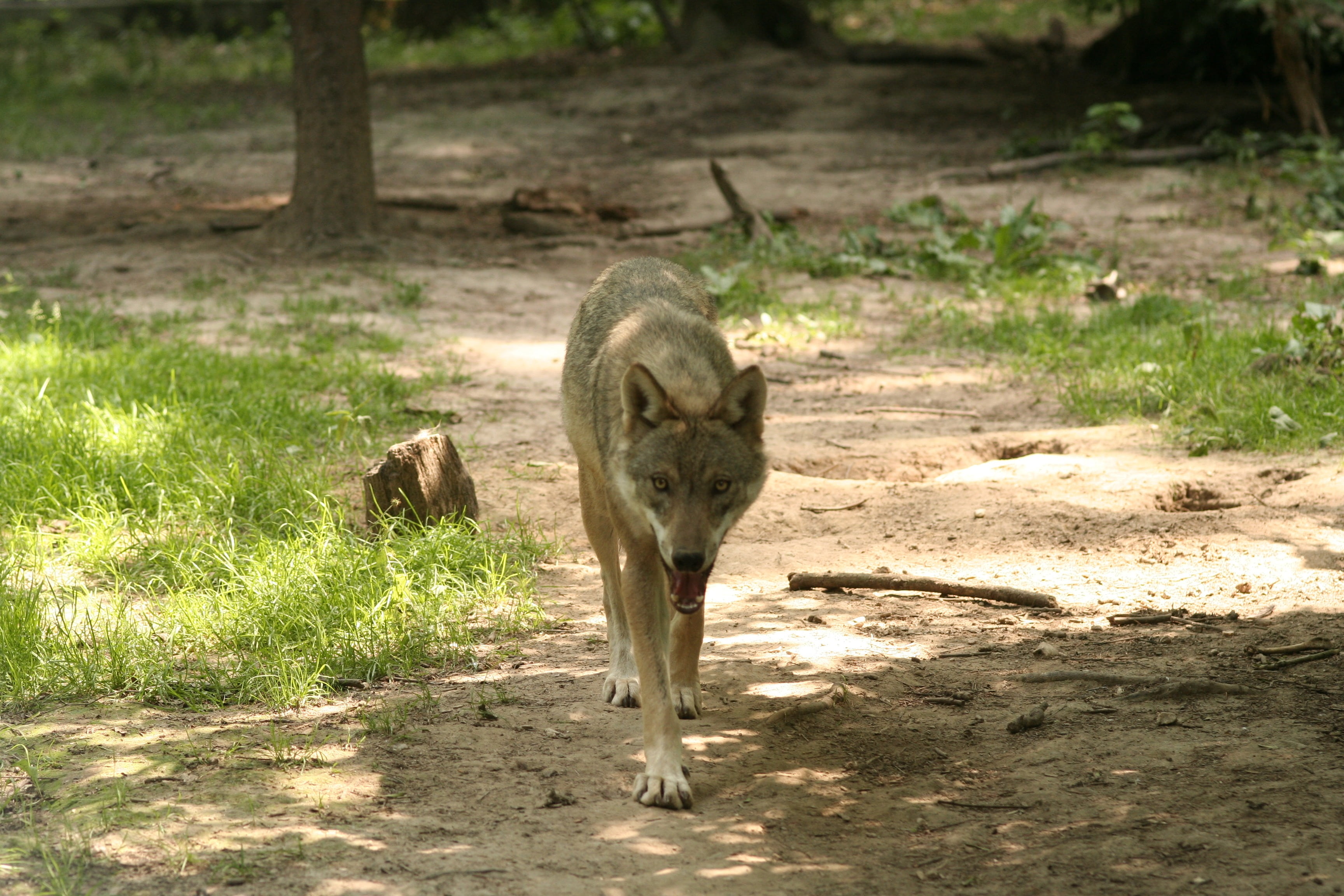 zoo, canis lupus, gray, forest, animal, vertebrate, canine, sunlight, 2K, nature, day, wildlife, pets, mammal, animal themes, young animal, one animal, HD Wallpaper