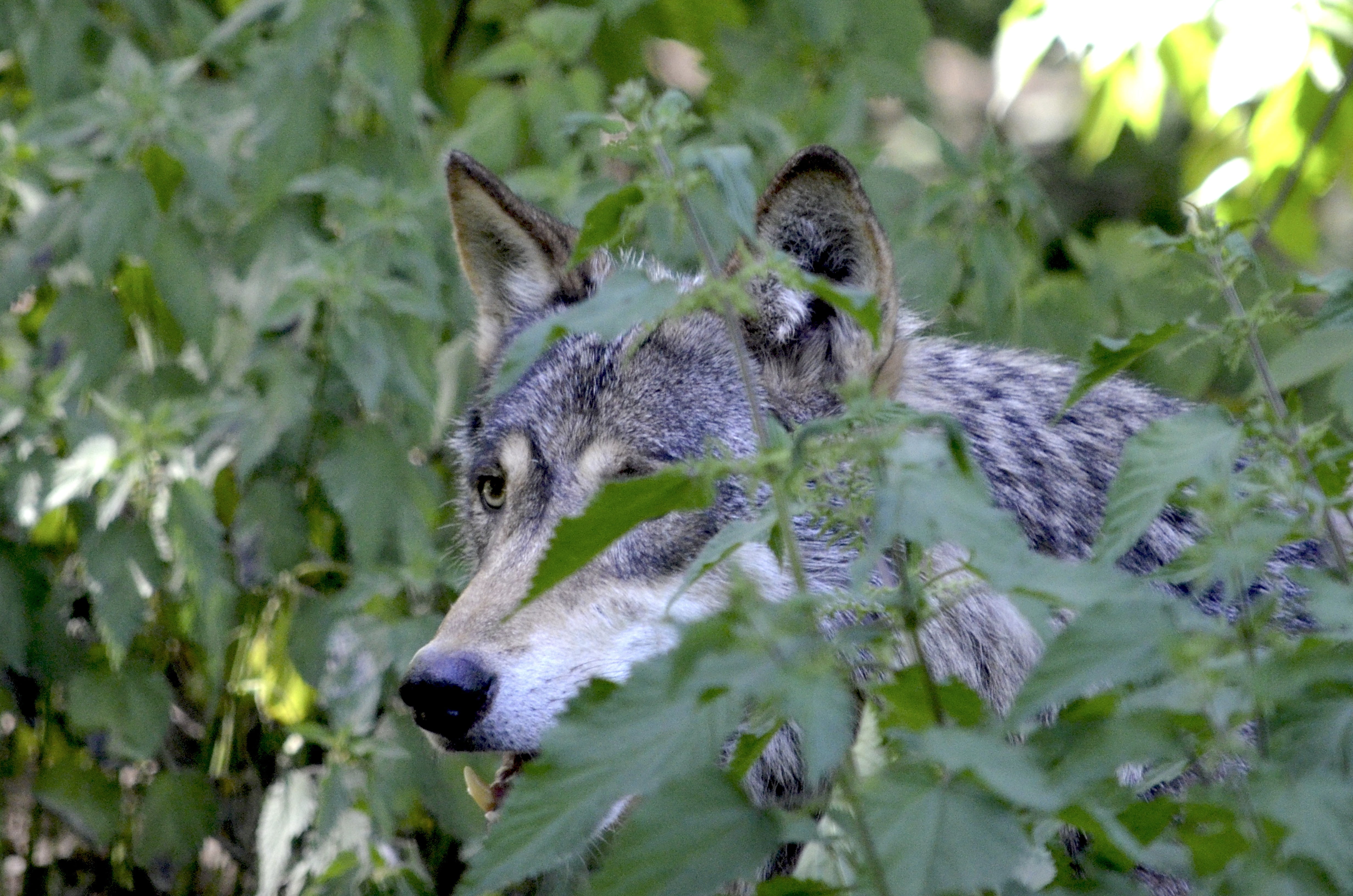 plants, canine, canis lupus, land, wolf pack, young animal, animal themes, hide, green, near, lurking, tree, grey, predator, close-up, day, 4K, animals in the wild, HD Wallpaper