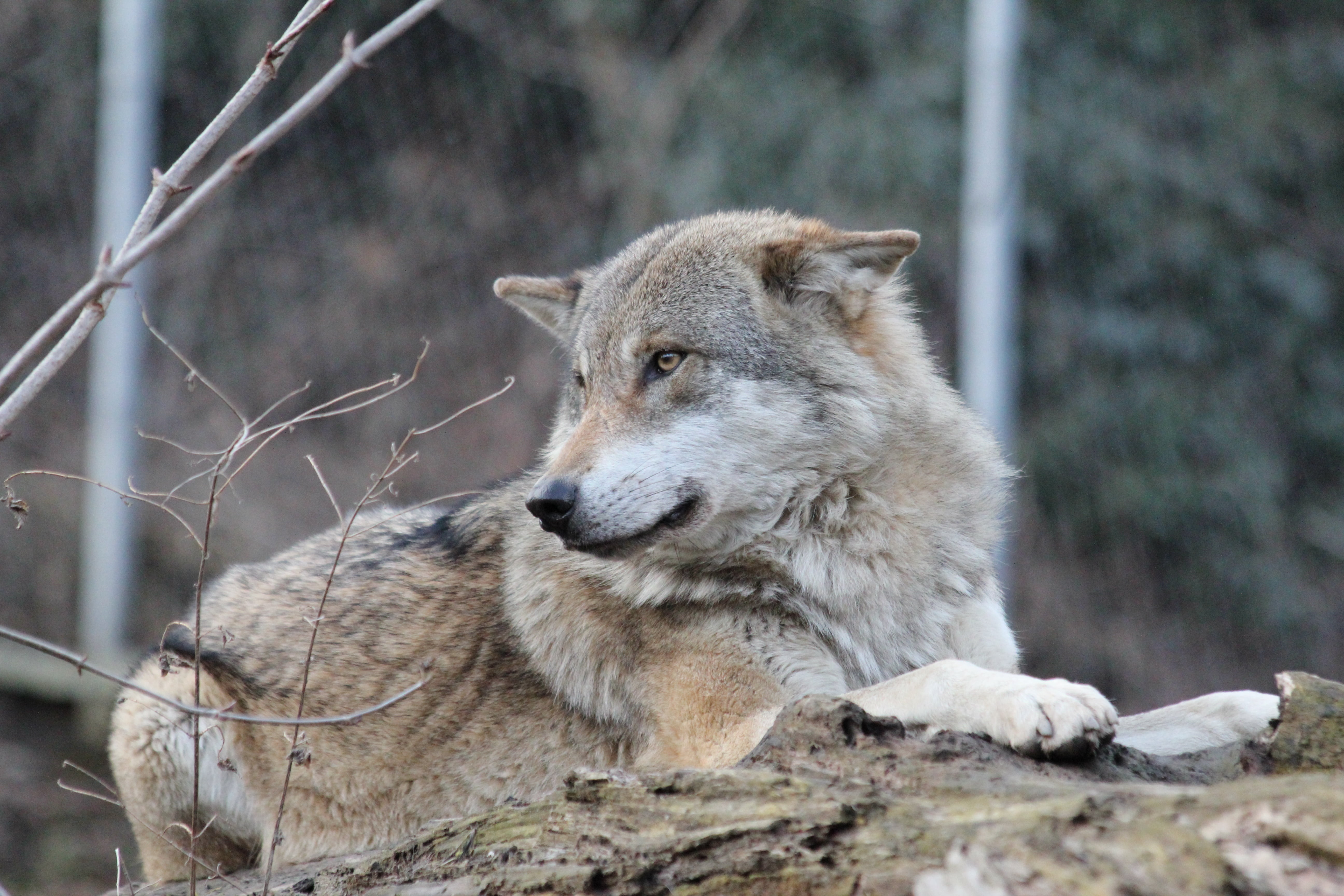 5K, animals in the wild, land, rock, dog, wild animal, canine, wildlife, animal, day, brown, carnivore, winter, wolf, canis lupus, animal wildlife, white, HD Wallpaper