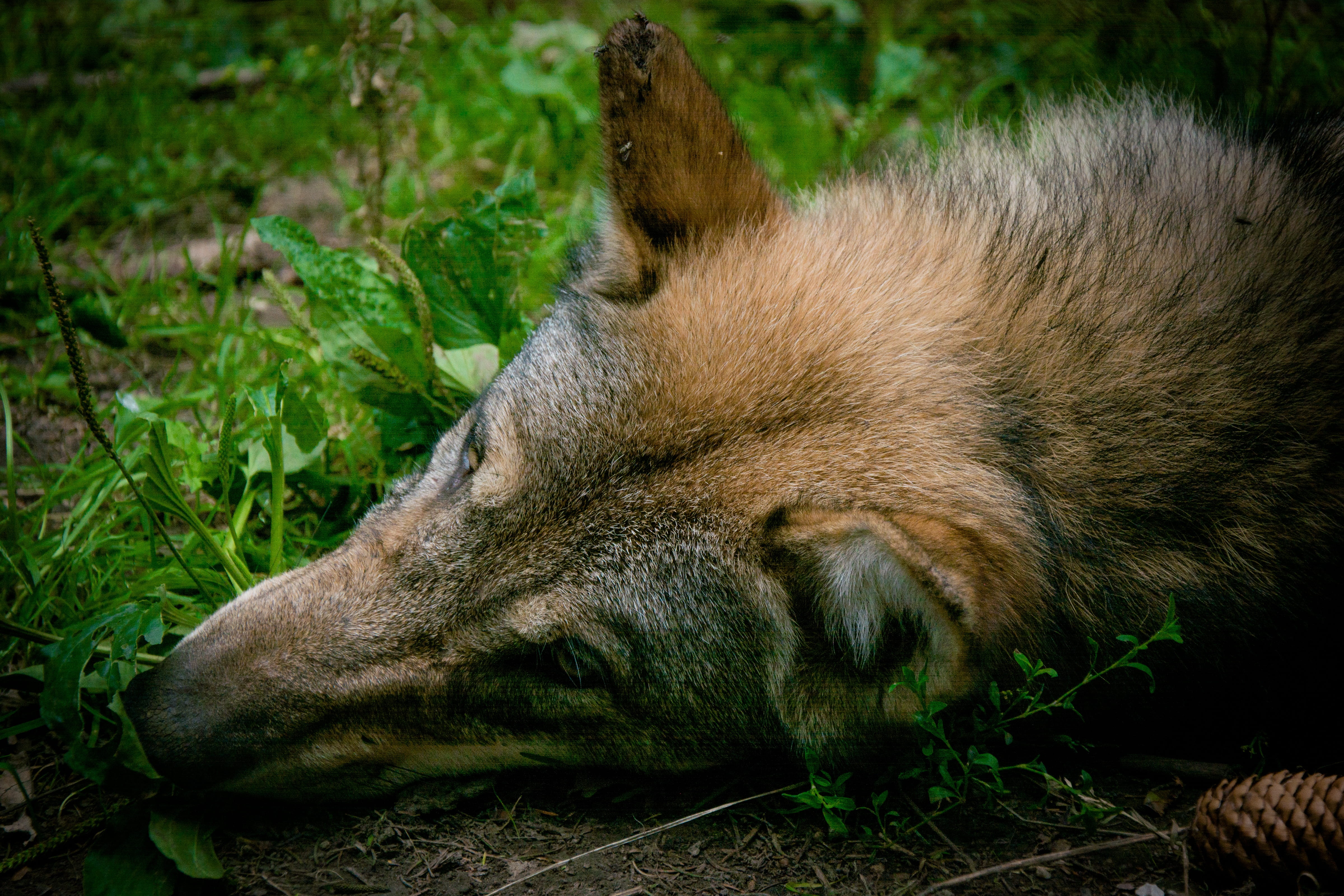 brown, animal wildlife, sleeping, 4K, fauna, furry, canis lupus, animal body part, fur, wild animal, canini, mammal, creature, nature, canidae, animal, HD Wallpaper