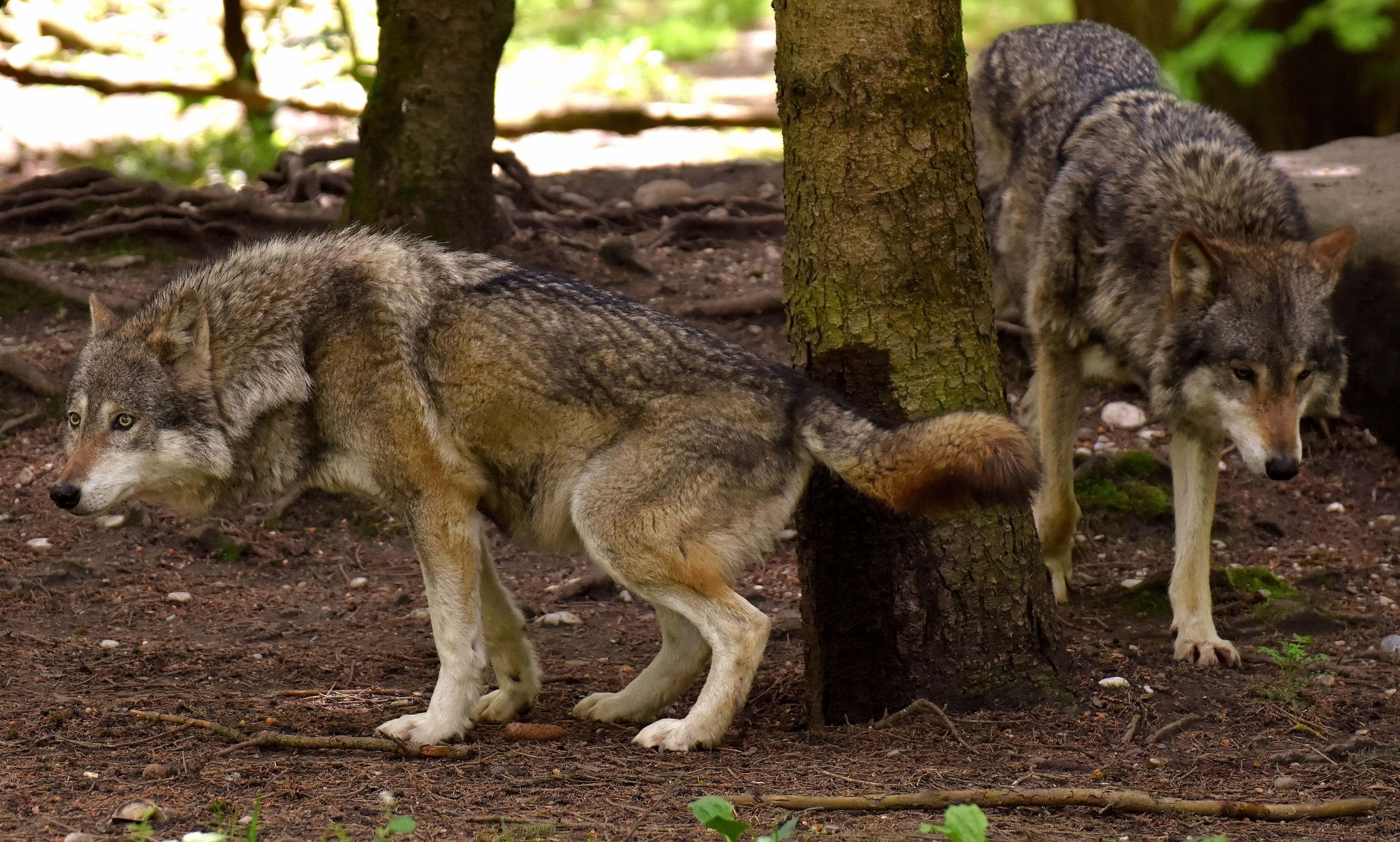 group of animals, no people, pack animal, animal, wilderness, beautiful, fur, relaxed, animals in the wild, nature, fawn, canis lupus, wild animal, two animals, HD Wallpaper