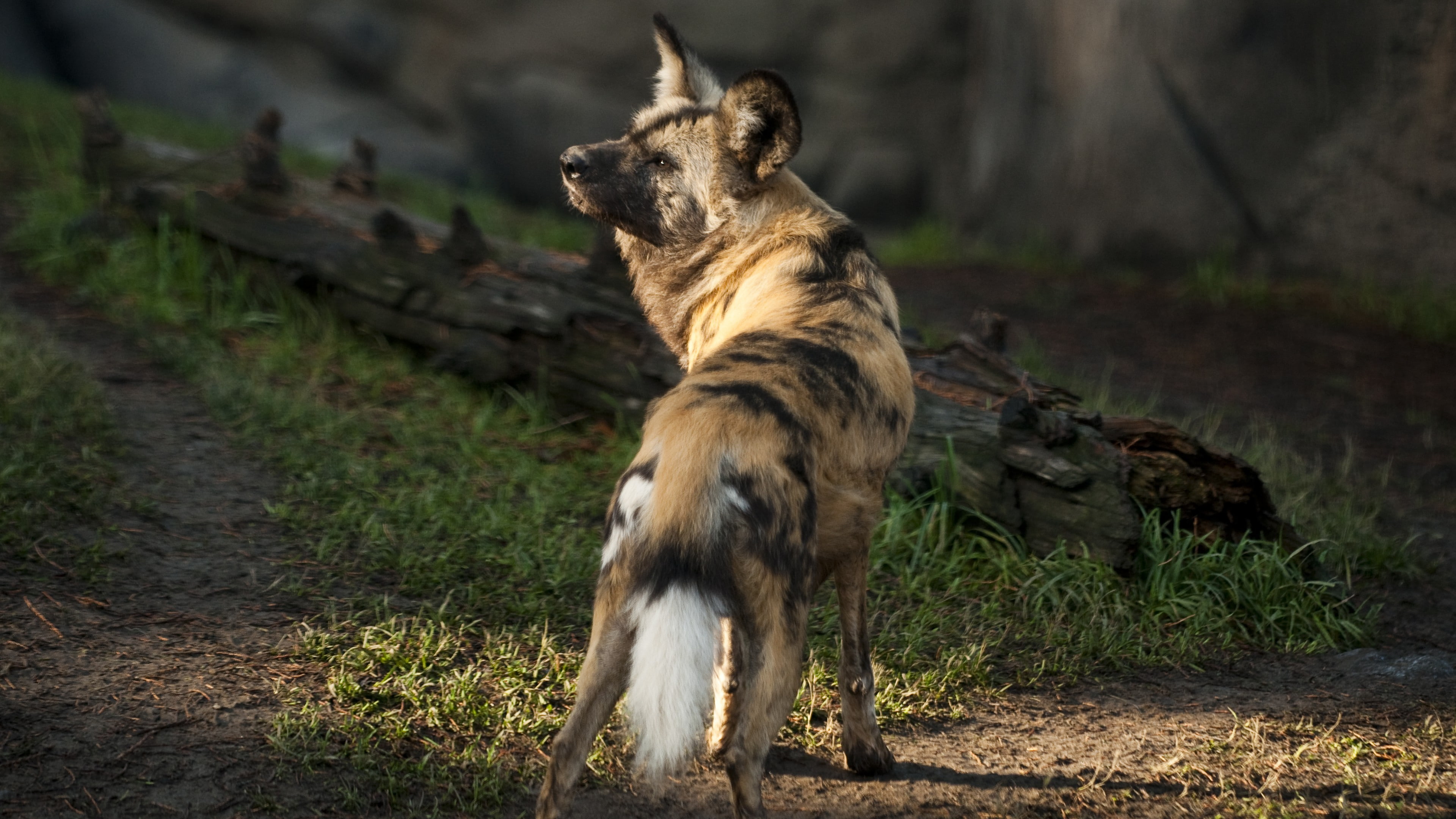sunny day, predator, African wild dog, sun, brown, african, 4K, fur, green grass, Wild dog, wild, dog, HD Wallpaper