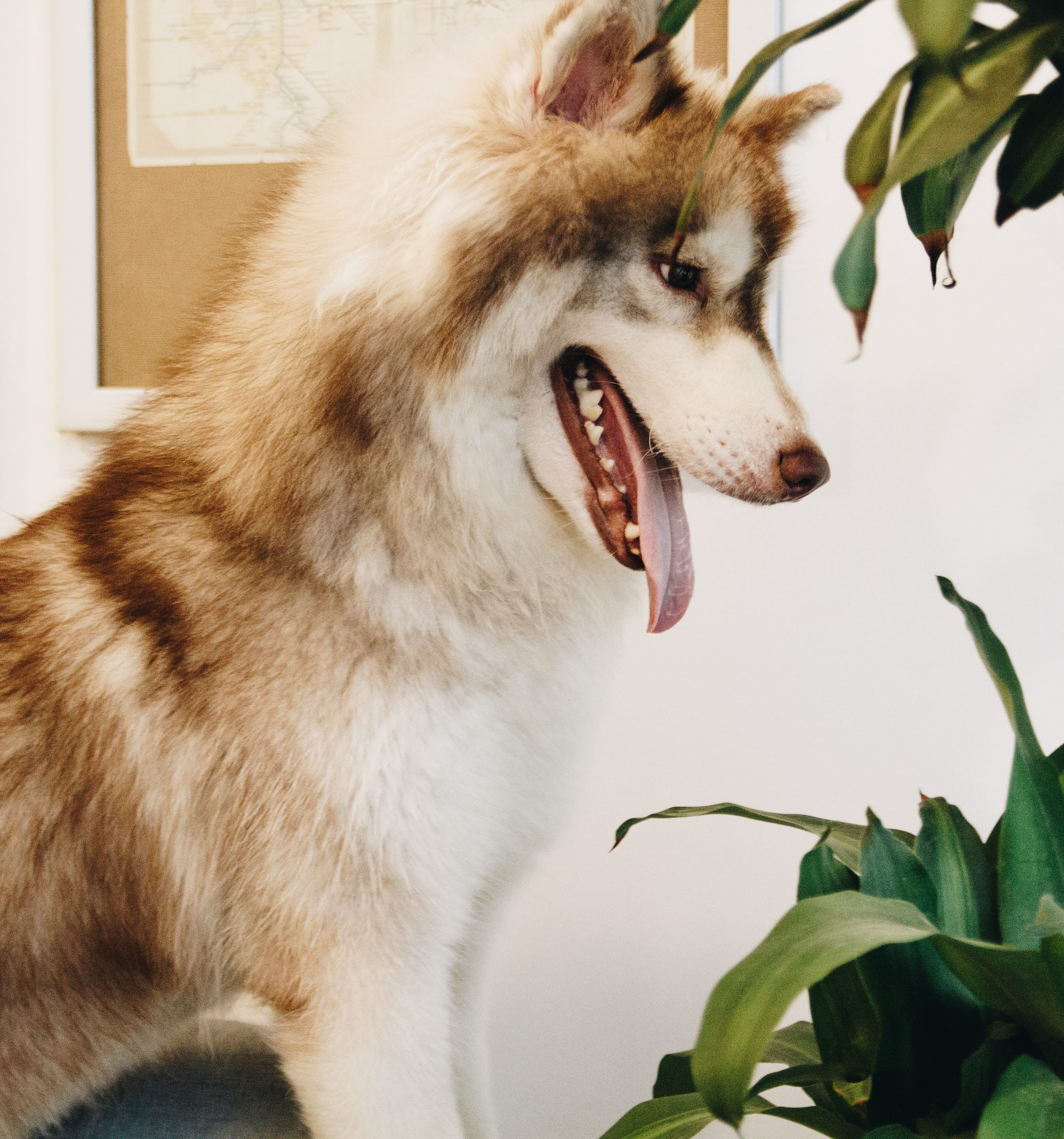 leaves, purebred, siberian, eye, husky, no people, mouth, nature, animal themes, one animal, blur, close-up, fur, siberian husky, portrait, mammal, pets, Phone HD Wallpaper