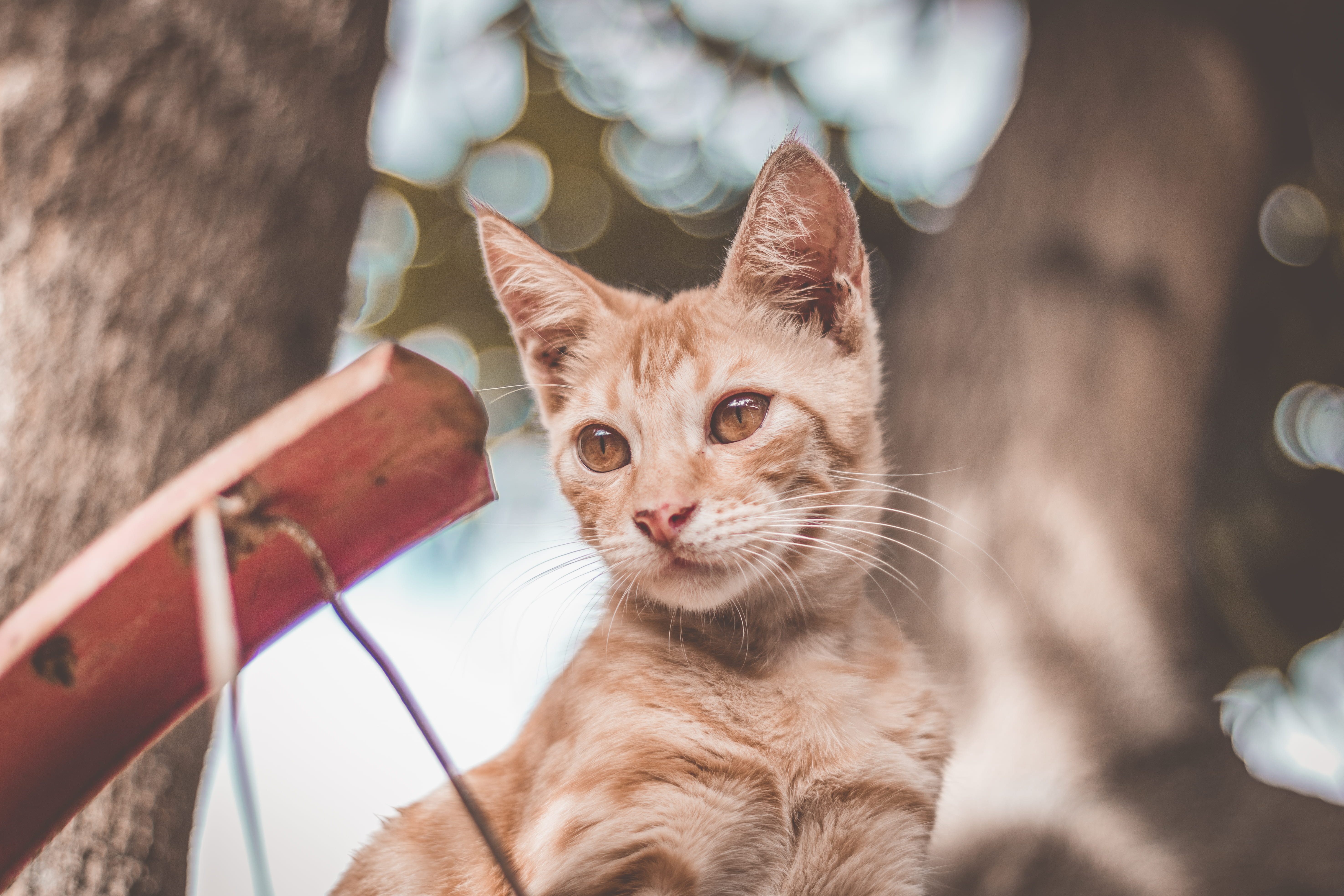 pet, animal, downy, whiskers, cute, feline, ginger cat, tabby, domestic animals, no people, light, close-up, eyes, focus, pets, mammal, domestic, 5K, adorable, HD Wallpaper