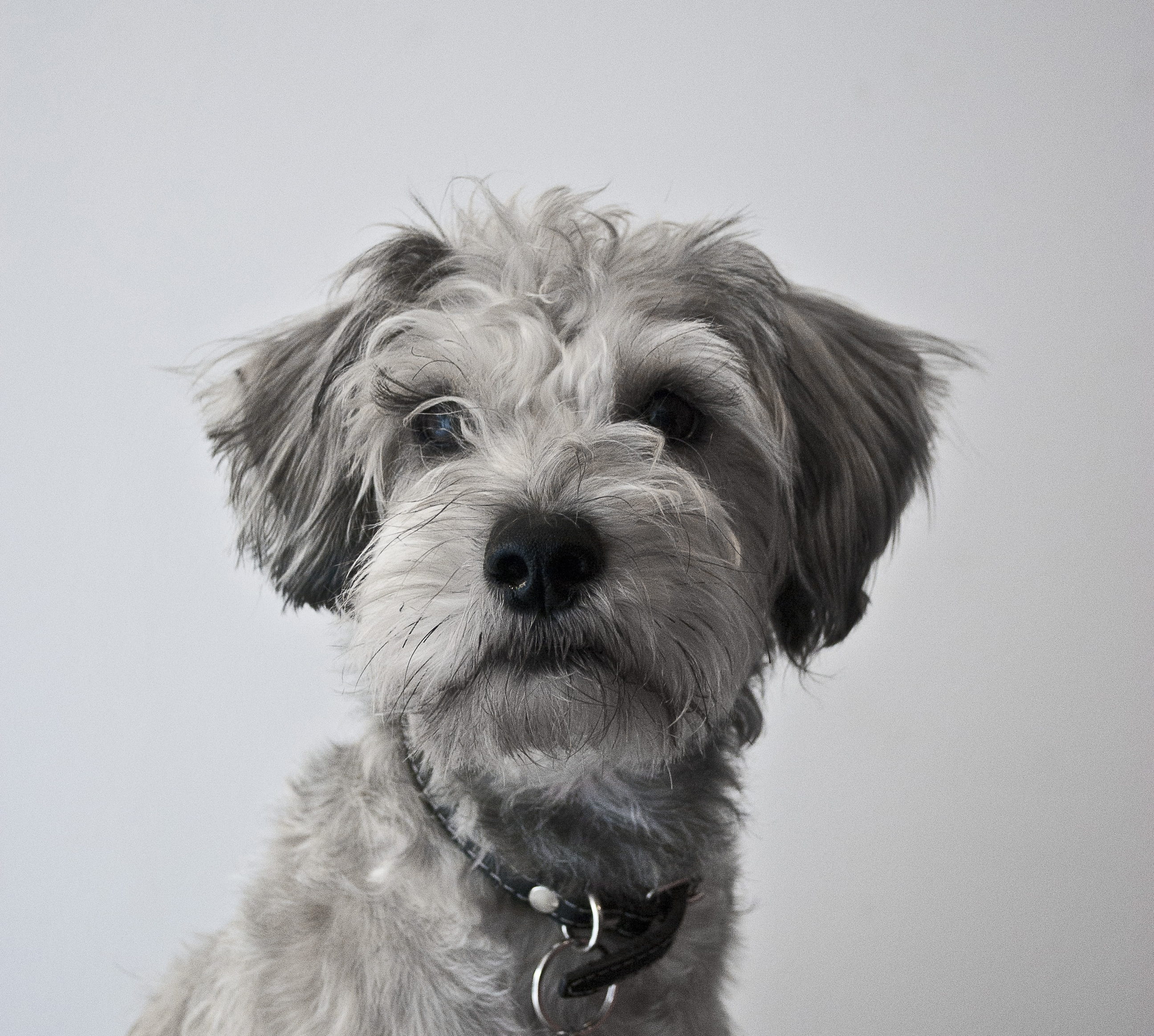 pet, adult, collar, hair, puppy, male, faithful, watch, animal hair, mammal, dog portrait, hairy, attentive, domestic animals, animal, yorkshire, look, HD Wallpaper