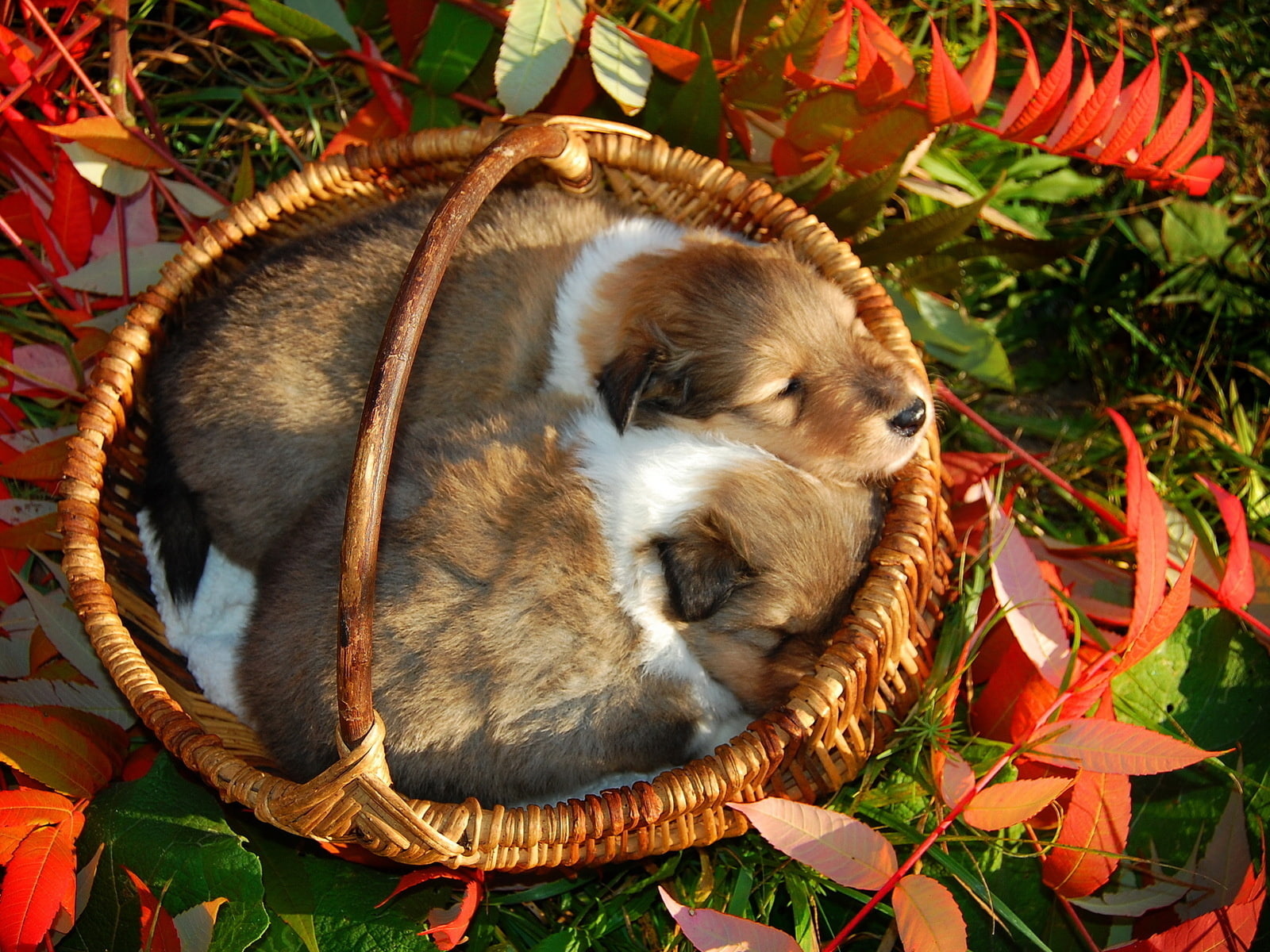 puppies, 720P, pet, HD Wallpaper