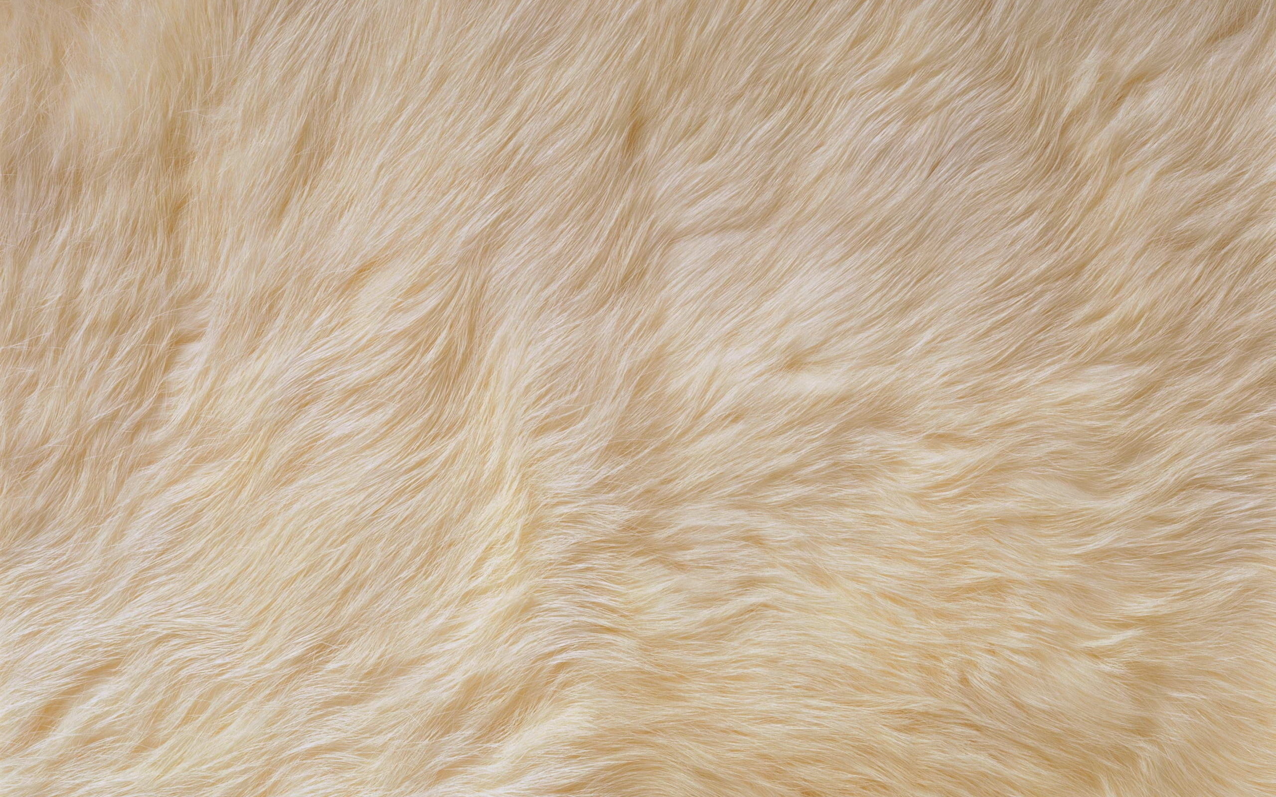 backgrounds, animal body part, animal Skin, clean, backdrop, pattern, wood grain, textured, abstract, luxury, animal, close-up, mammal, hair, nature, full frame, HD Wallpaper
