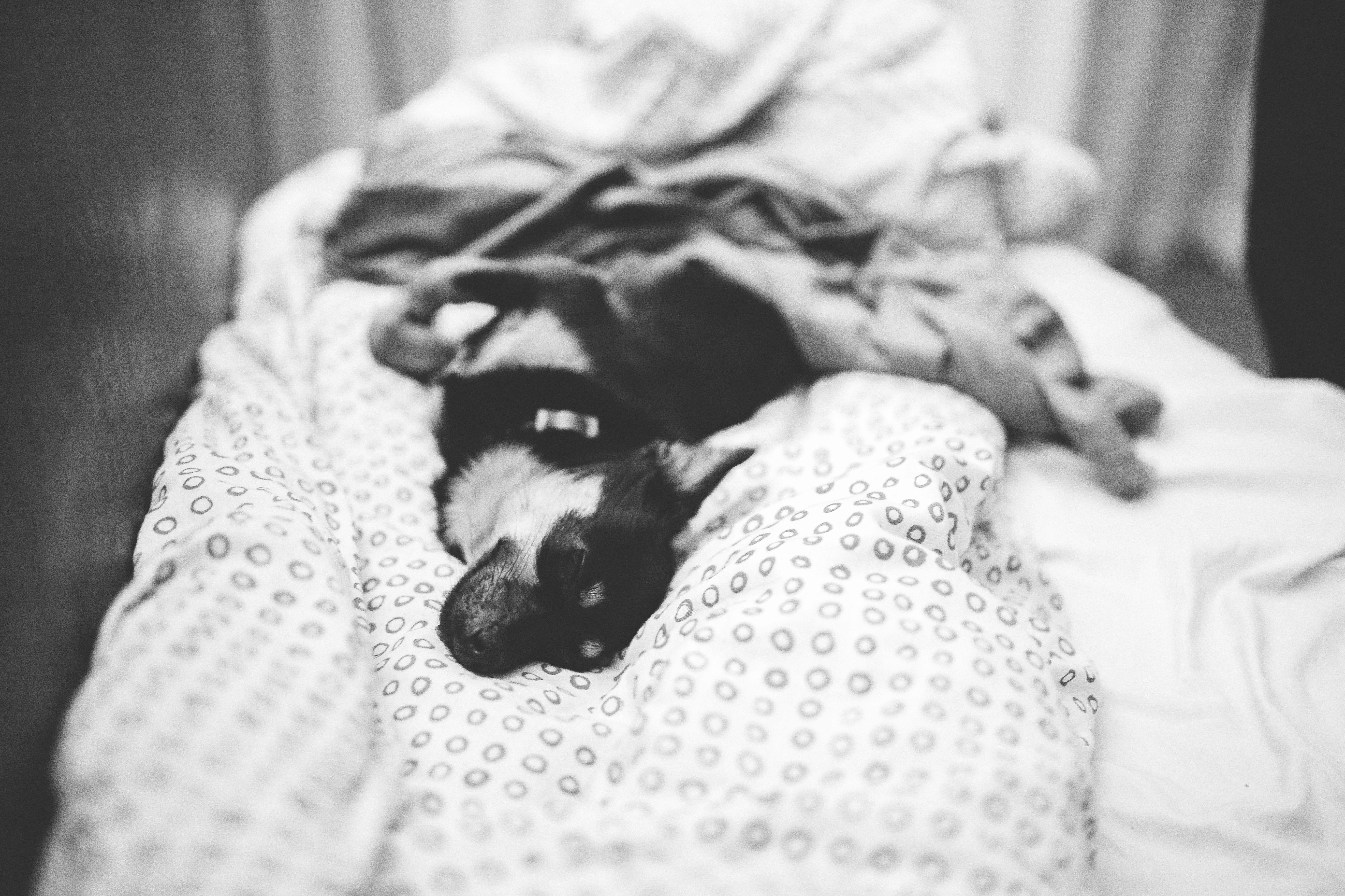one animal, lying, cute, mammal, bed, 5K, black And White, domestic, people, indoors, focus on foreground, blackandwhite, comfortable, lying Down, canine, HD Wallpaper