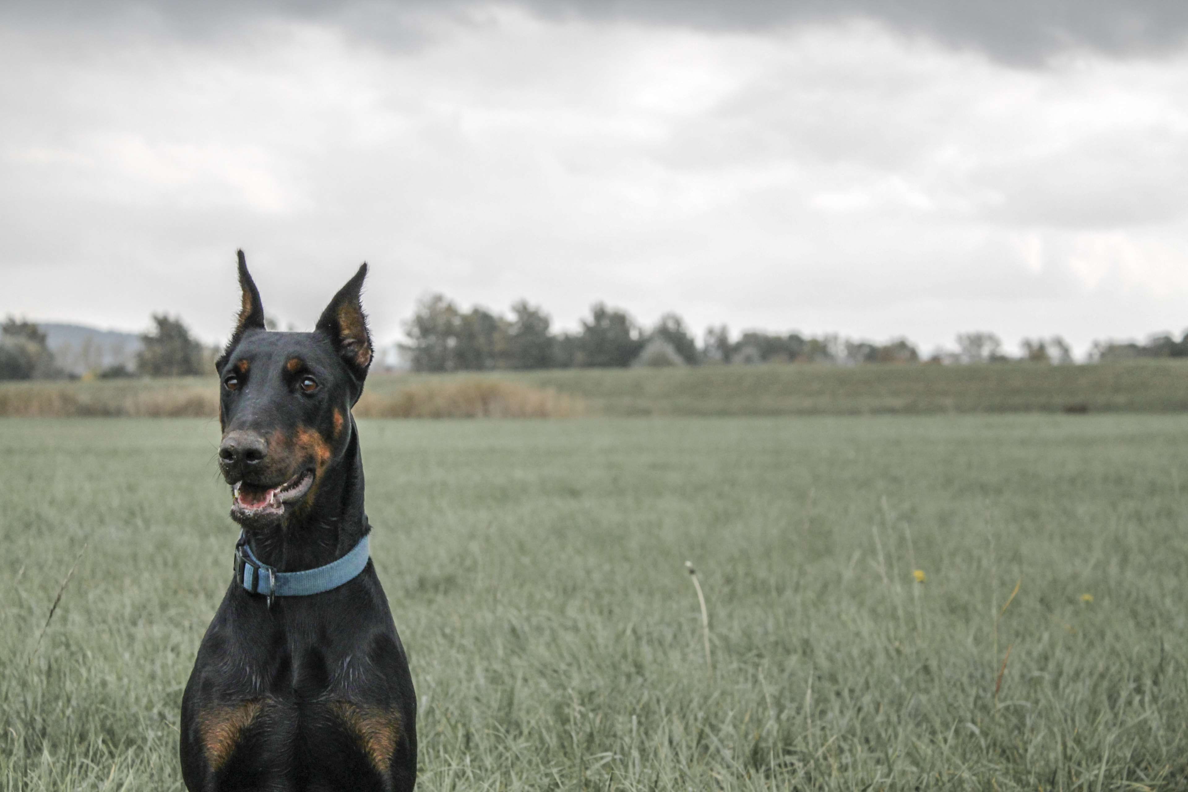 fields, colorful, pets, sky, nature, grass, mammal, land, no people, autumn, canine, domestic animals, doberman, landscape, animal, dog, one animal, plant, HD Wallpaper