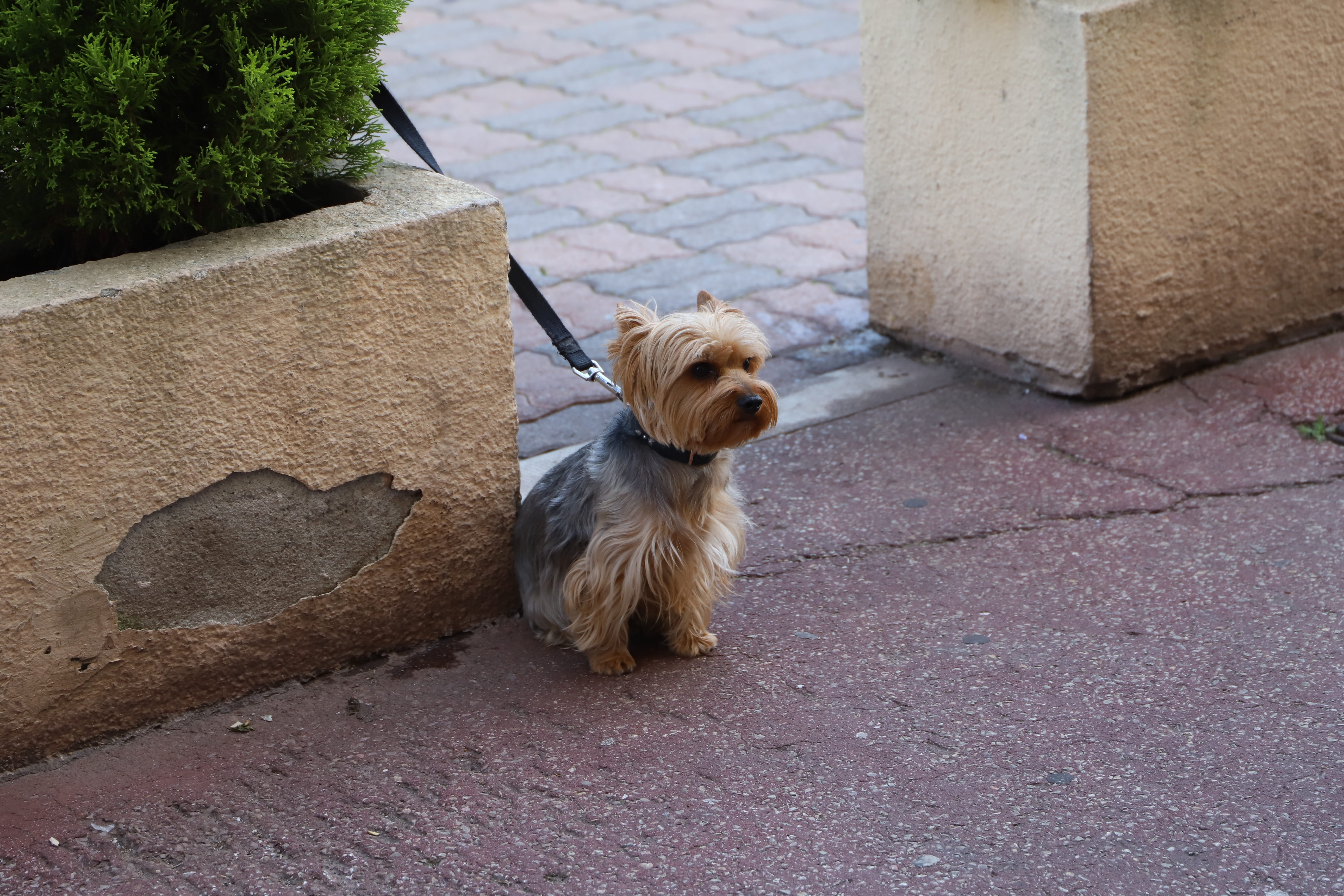 canidae, domestic, leash, animal themes, canine, looking, pet, footpath, dog, sit, animal, high angle view, nature, outdoor, portrait, street, looking away, HD Wallpaper