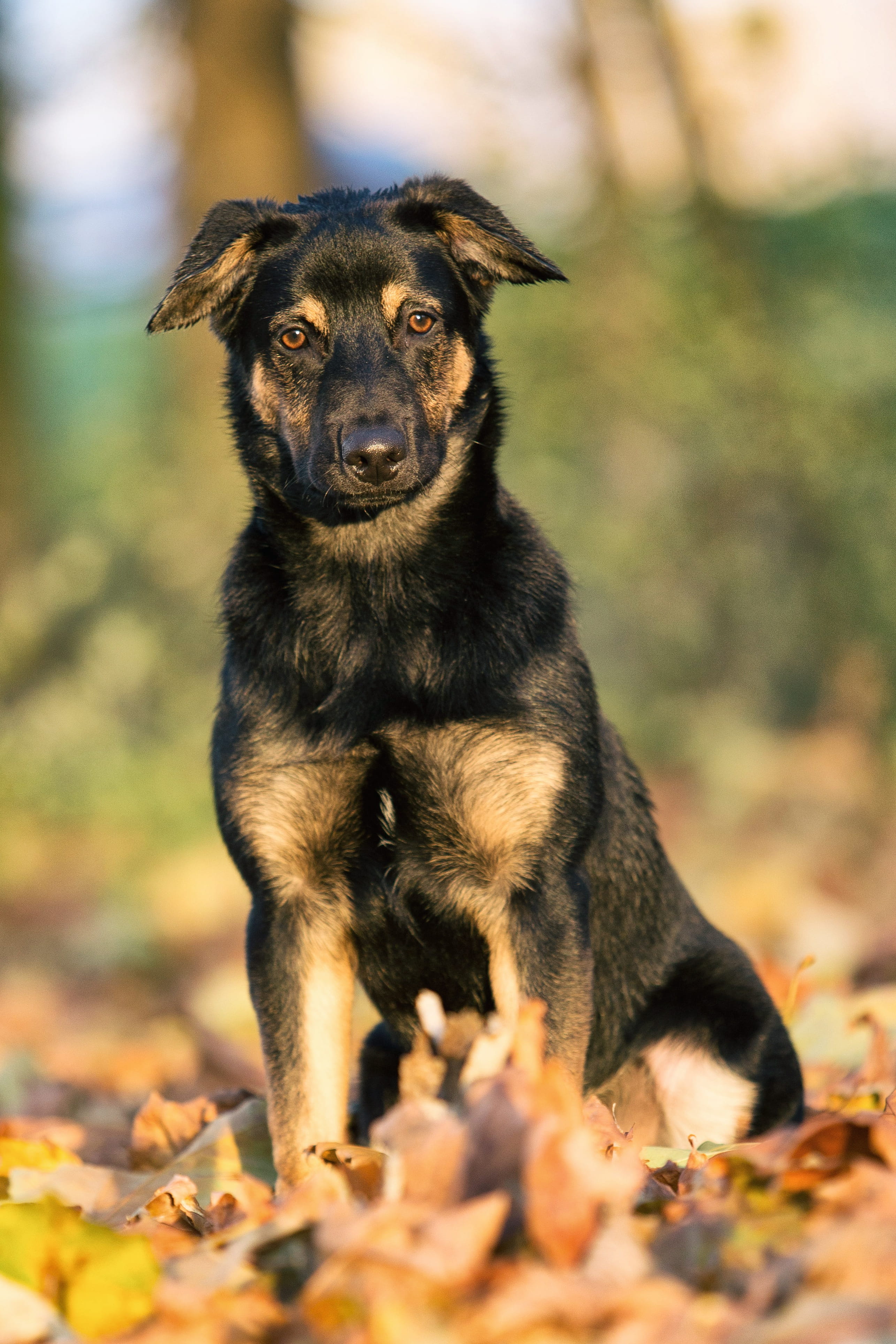 one animal, land, shepherd dog, no people, vertebrate, field, domestic animals, animal themes, canine, sitting, dog, canidae, selective focus, black color, Phone HD Wallpaper