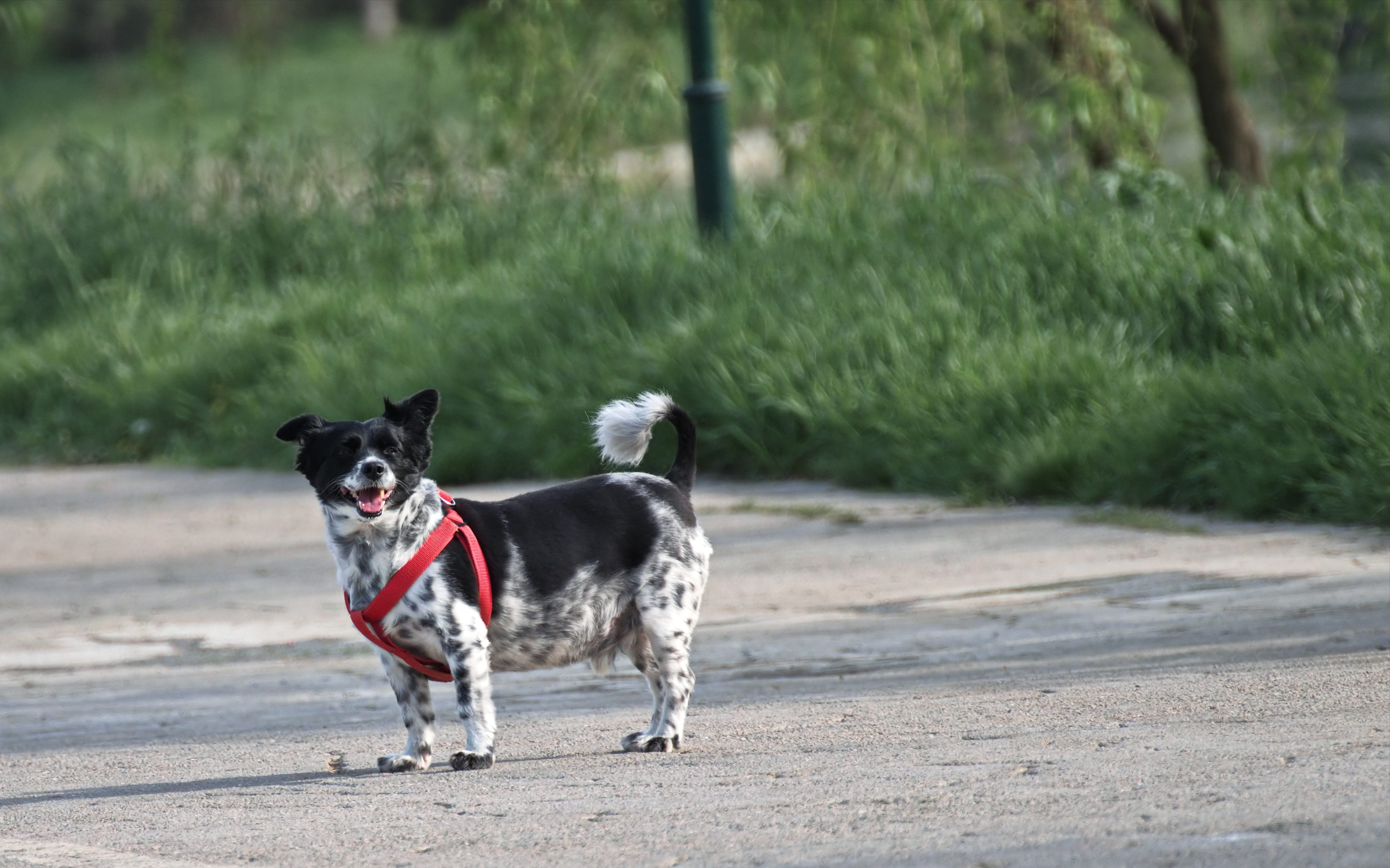 fur, nature, running, animal photography, dog, cute, animal themes, domestic animal, road, photography, 4K, one animal, focus, grass, motion, breed, mouth open, HD Wallpaper