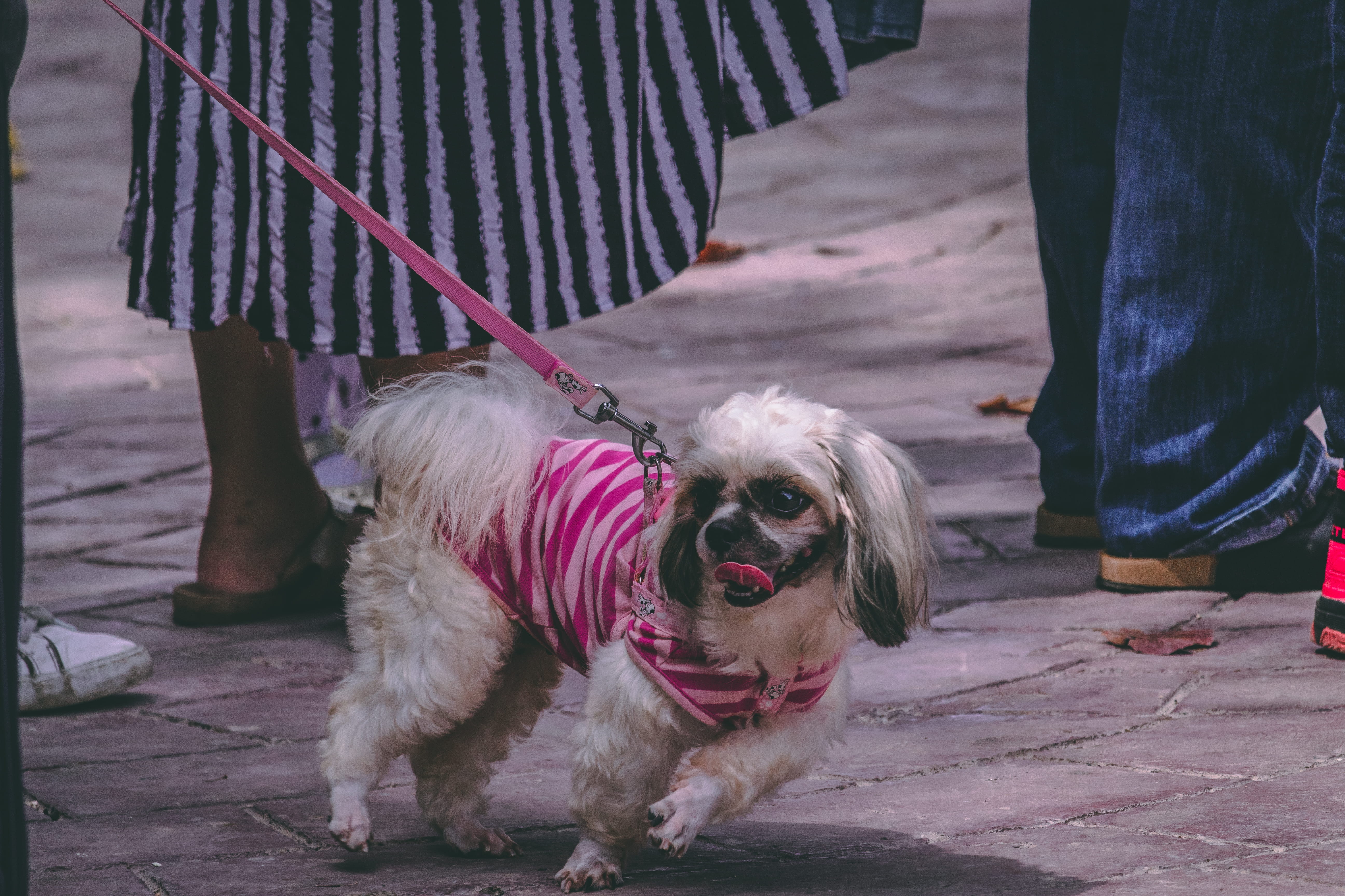 pets, real people, purebred, footpath, canine, canidae, low section, animal photography, animal, cute, domestic, close, one animal, vertebrate, breed, small, HD Wallpaper