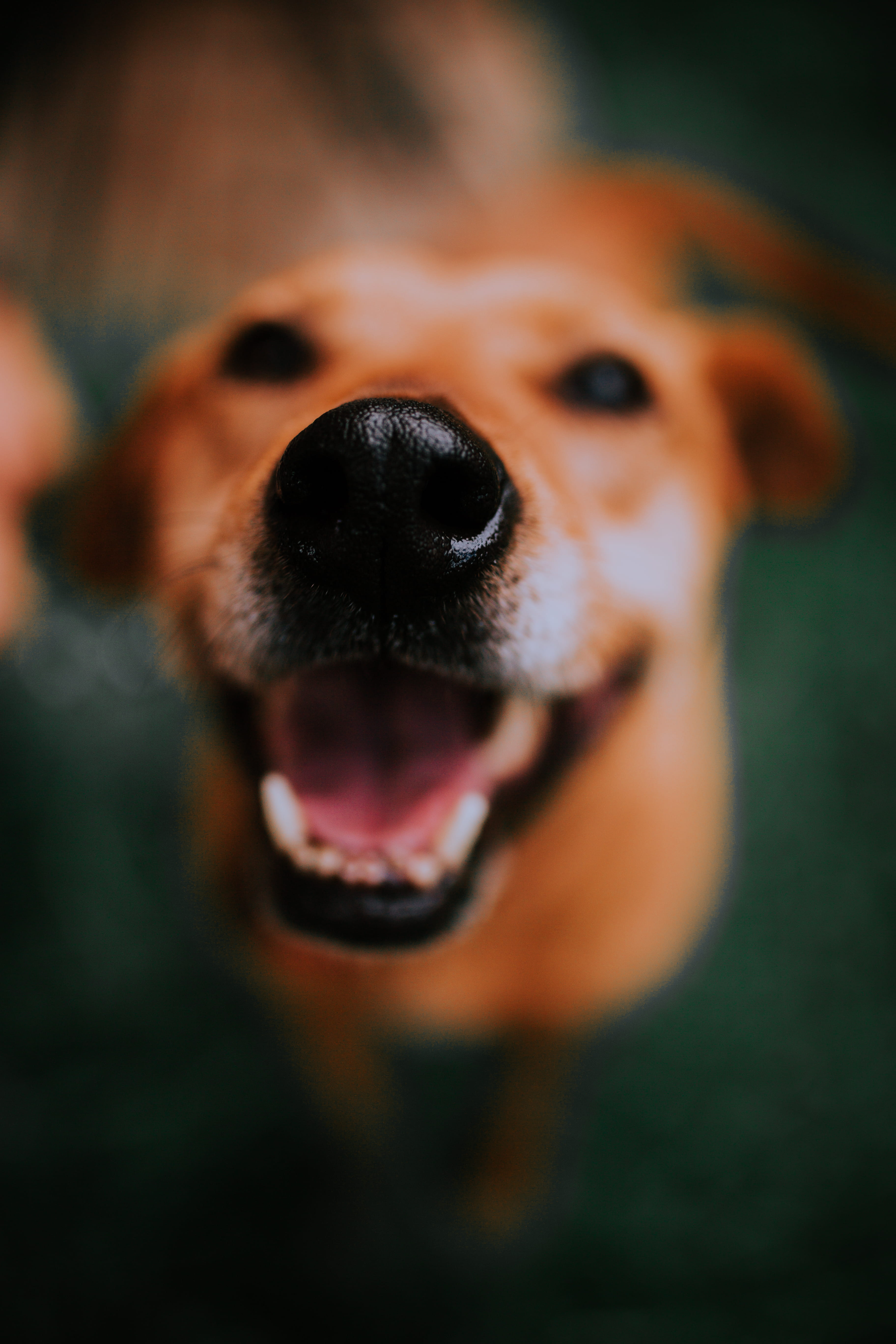pet, domestic animals, domestic, close-up, no people, focus, portrait, mouth open, dog, vertebrate, domestic animal, s, mouth, animal head, blur, one animal, Phone HD Wallpaper