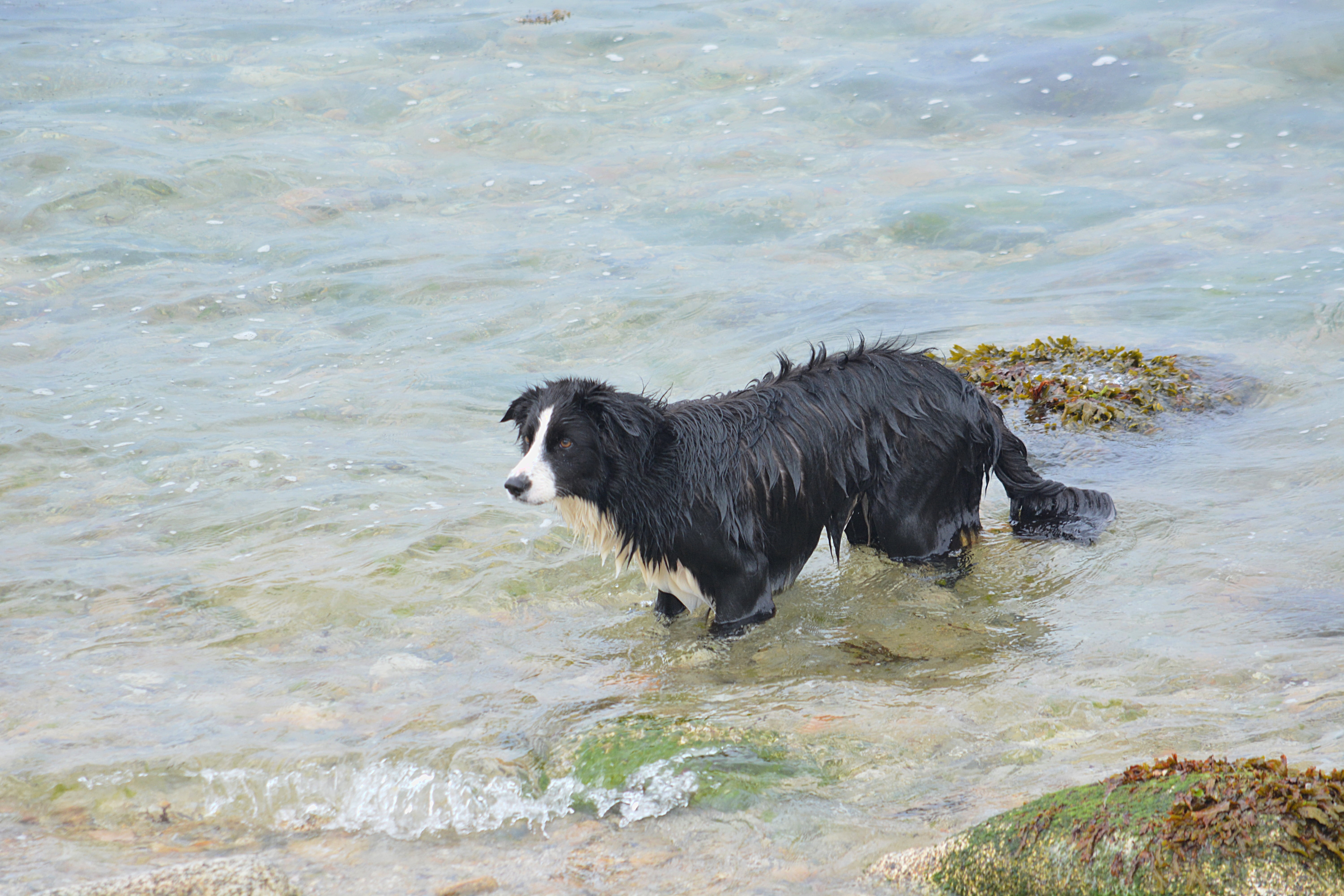 doggie, water, vertebrate, sea, no people, animal, water games, border collie, animal themes, domestic animal, one animal, outdoors, domestic, dog, canine, HD Wallpaper