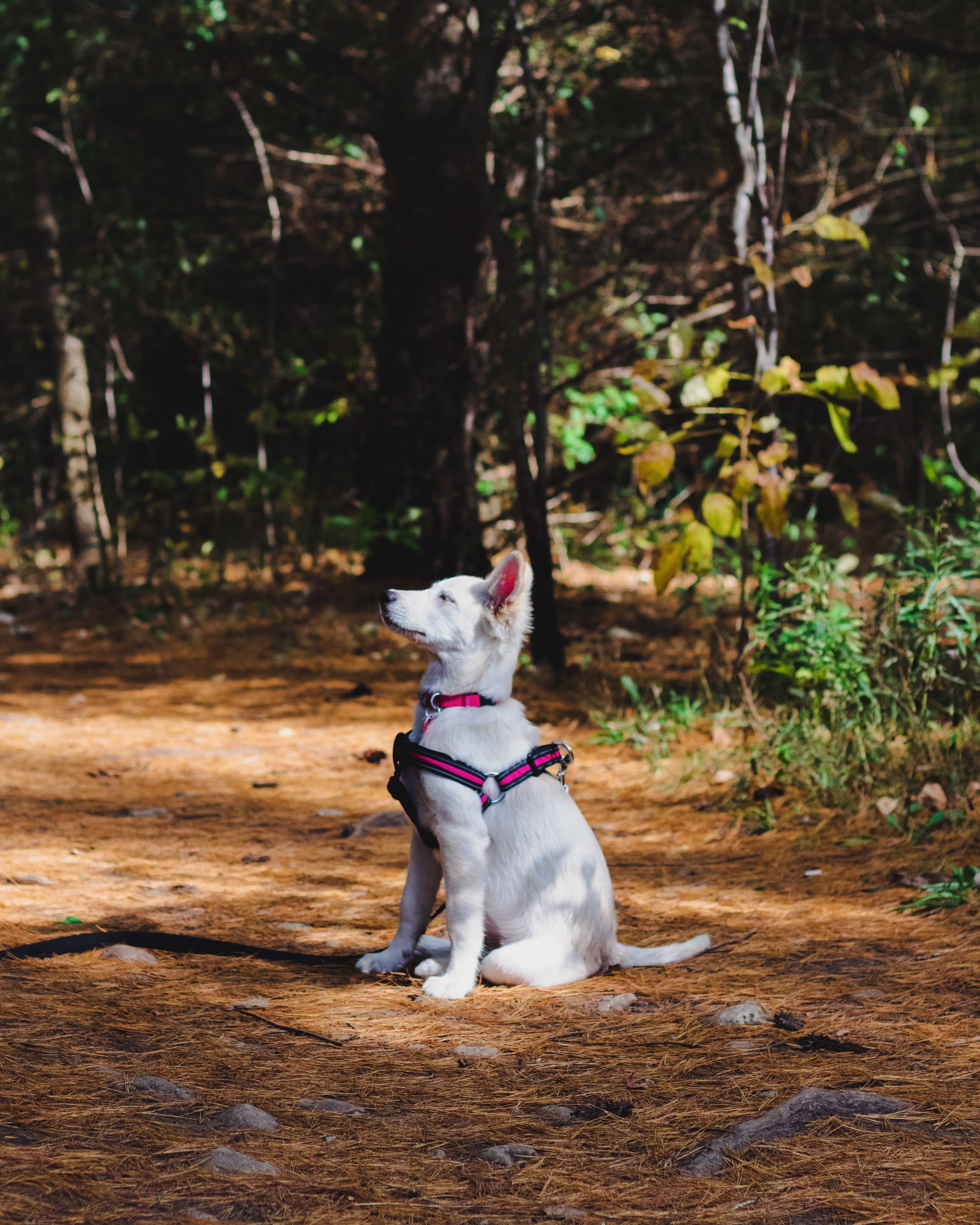 outdoors, sitting, land, rest, cute, jack russell terrier, breed, woods, pet, mouth open, nature, animal, mammal, dog, domestic animals, pet collar, no people, Phone HD Wallpaper