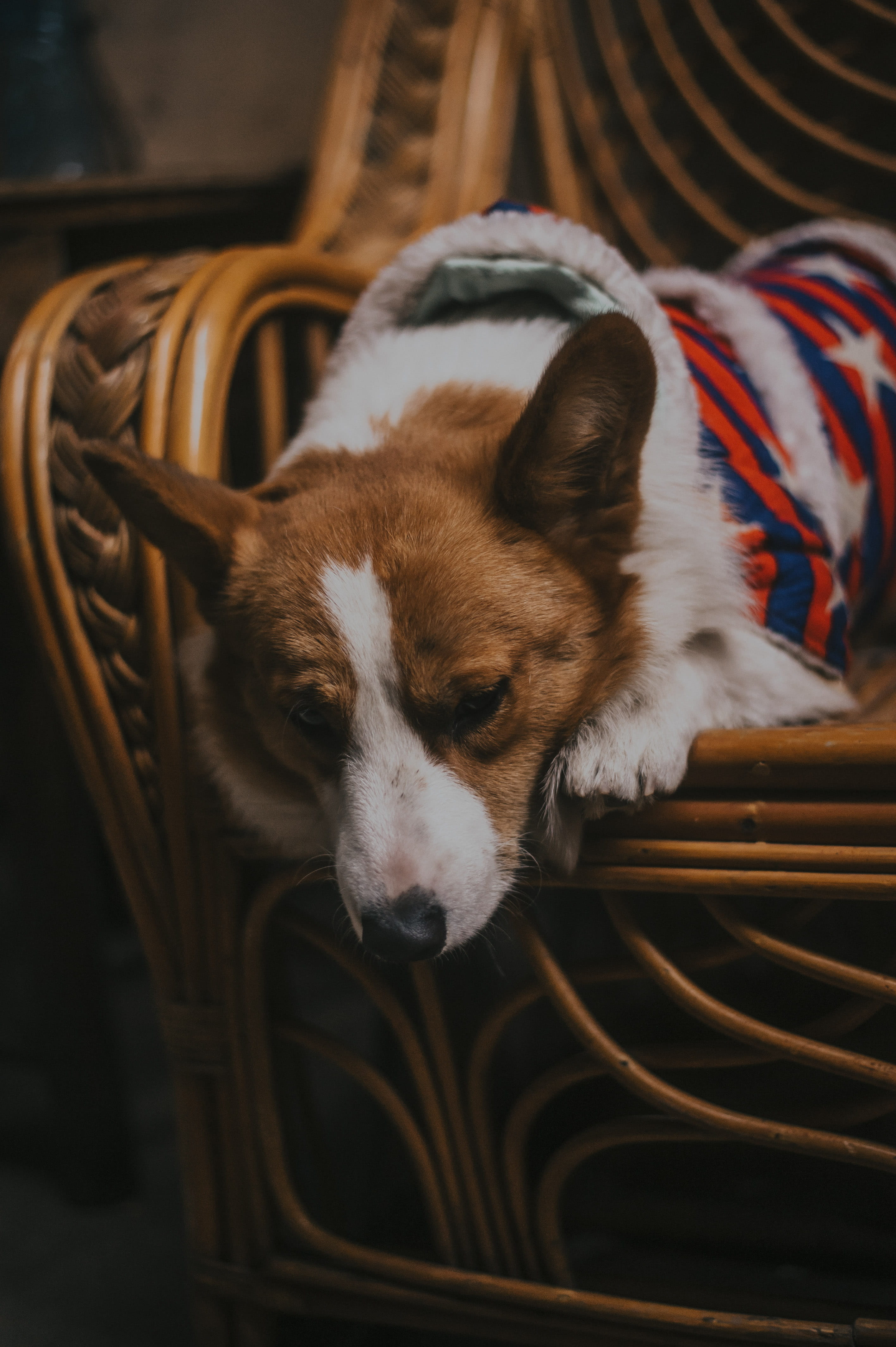 resting, basket, fur, adorable, purebred, mammal, laying, cute, lying, canidae, vertebrate, one animal, container, animal, 4K, close, breed, pets, home, Phone HD Wallpaper