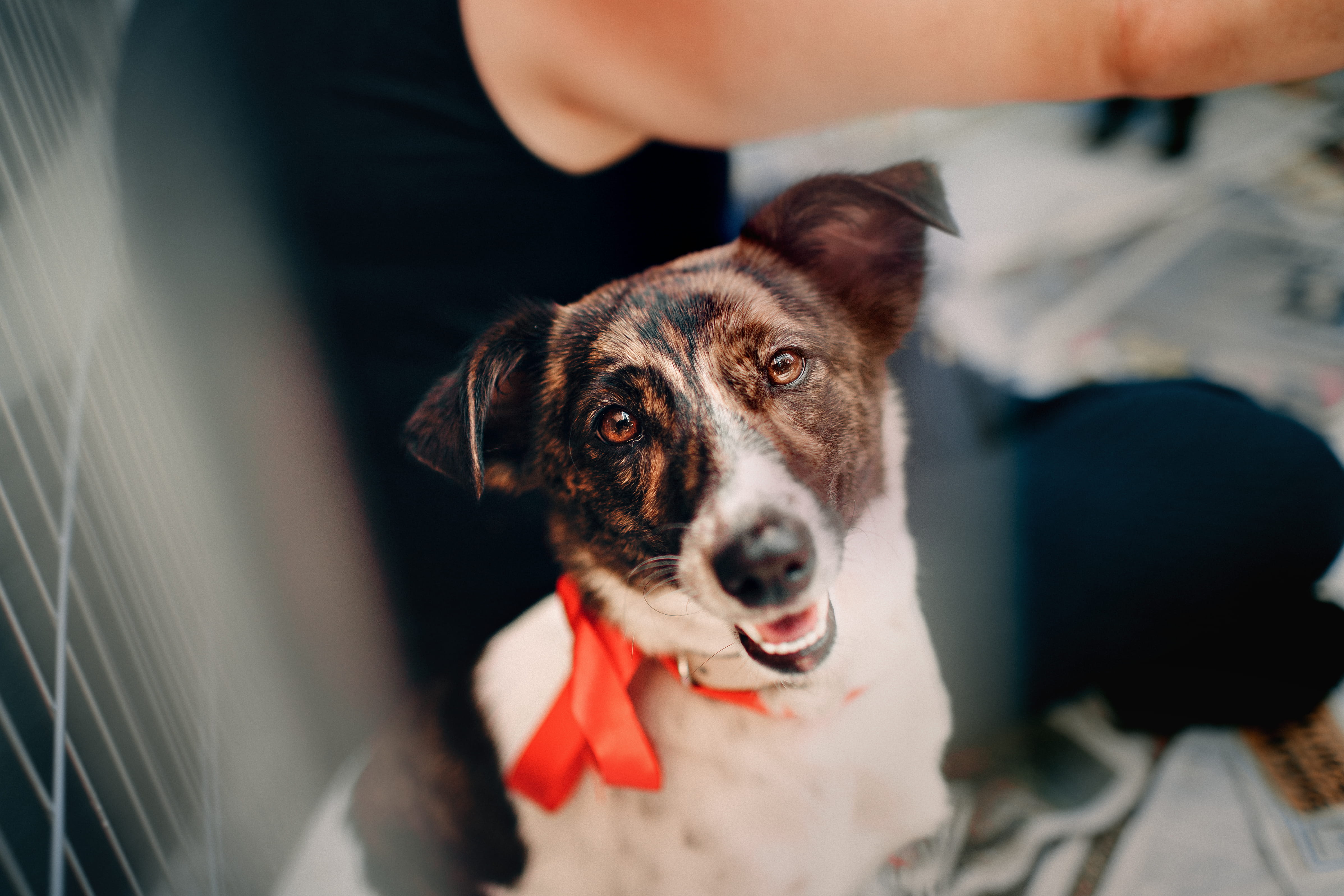 purebred, looking at camera, pet owner, one person, eyes, selective focus, pets, focus, dog, canine, animal photography, domestic animal, animal body part, HD Wallpaper