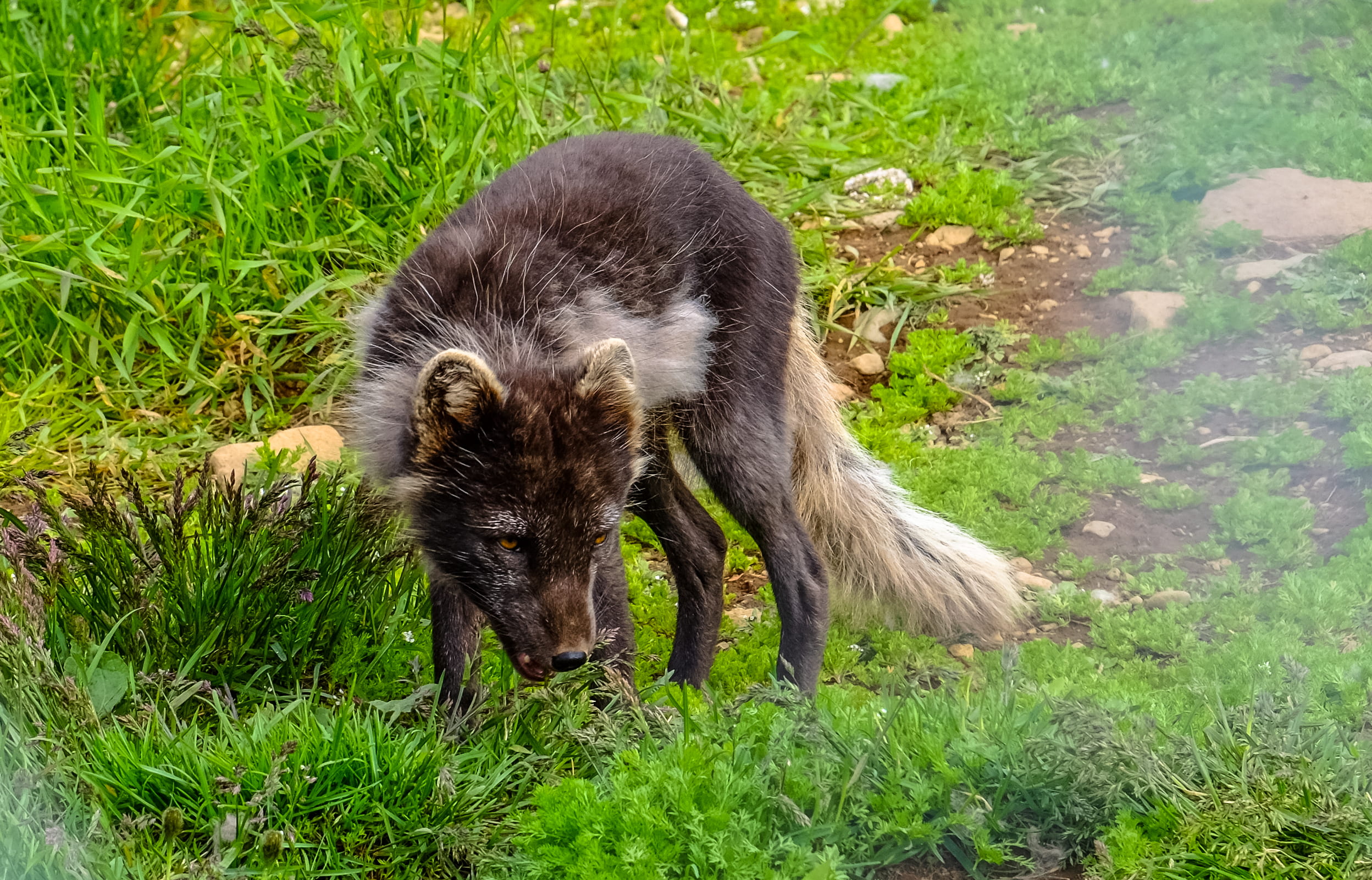 land, furry, one animal, nature, animal themes, field, fox, grass, looking, canine, canidae, outdoors, young animal, high angle view, animals in the wild, HD Wallpaper