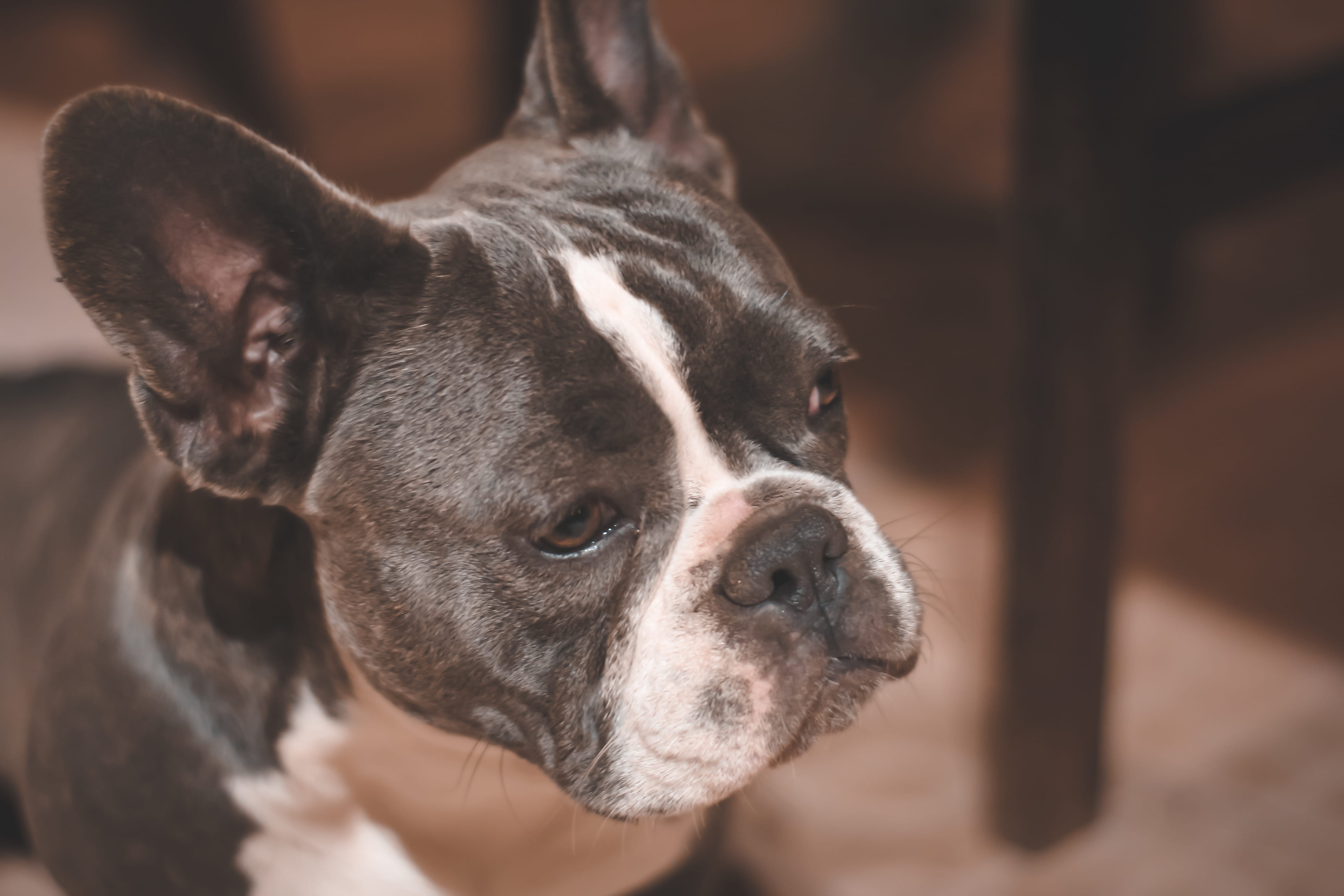 focus on foreground, domestic, depth of field, no people, animal body part, looking, blur, breed, snout, animal themes, close, animal photography, adorable, HD Wallpaper