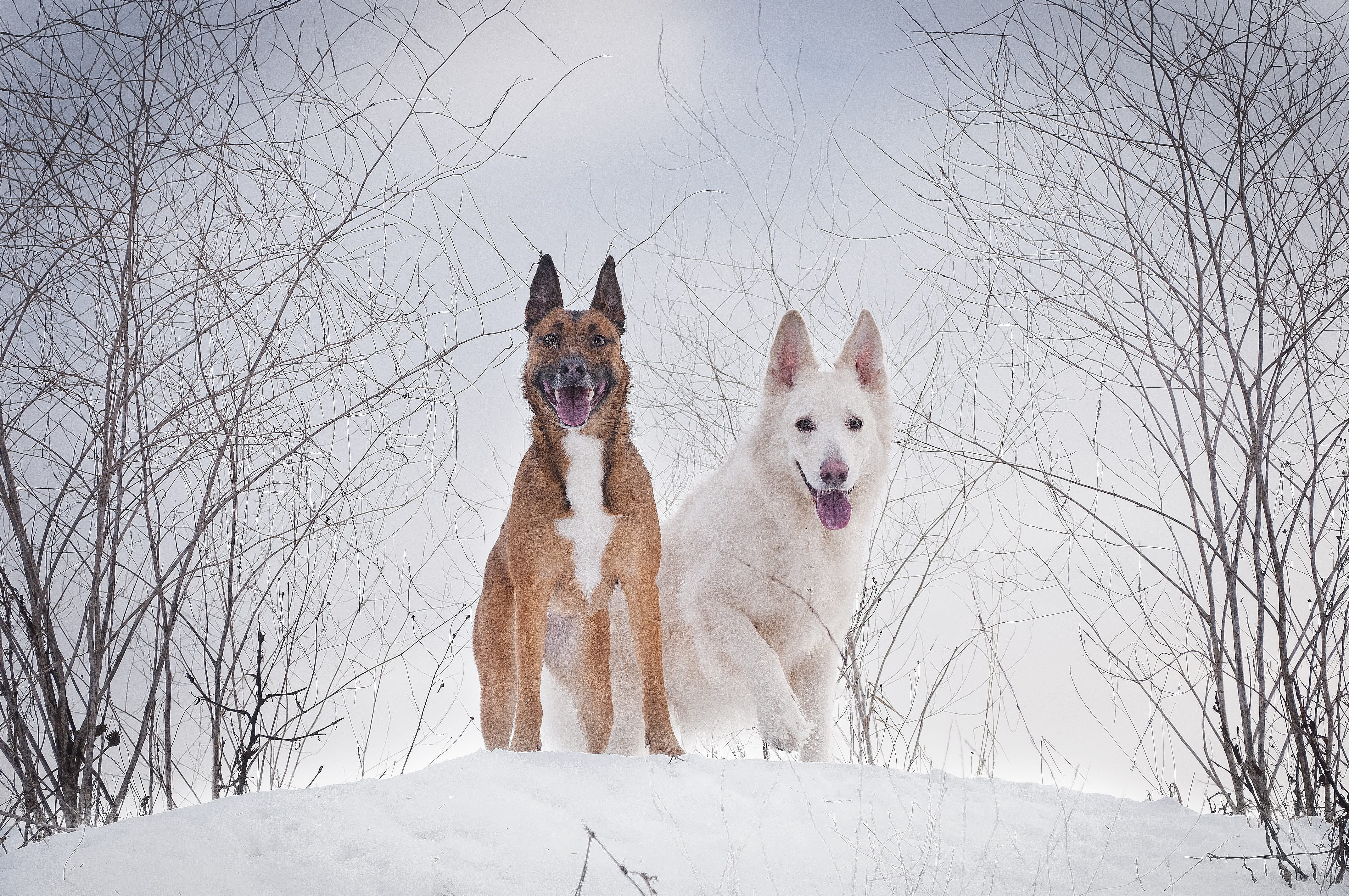 bare tree, snow, field, canine, dogs, mammal, tree, animal, cold temperature, pets, 4K, cold, two, no people, animal themes, land, standing, canidae, dog, HD Wallpaper