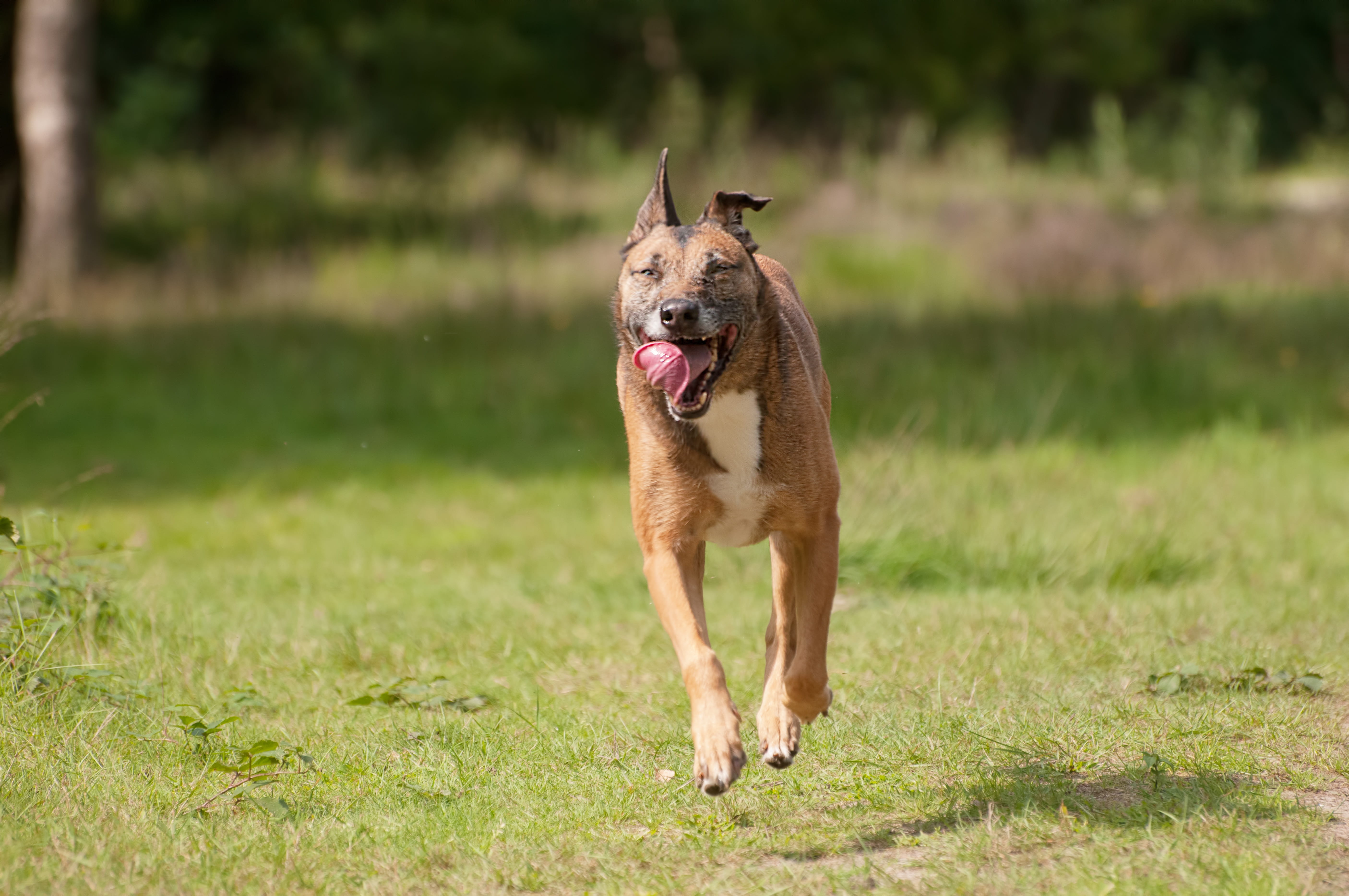 mechelseherder, pets, nature, grass, sticking out tongue, canine, no people, plant, canidae, mammal, dierenras, domestic animals, running, dog, mouth open, HD Wallpaper