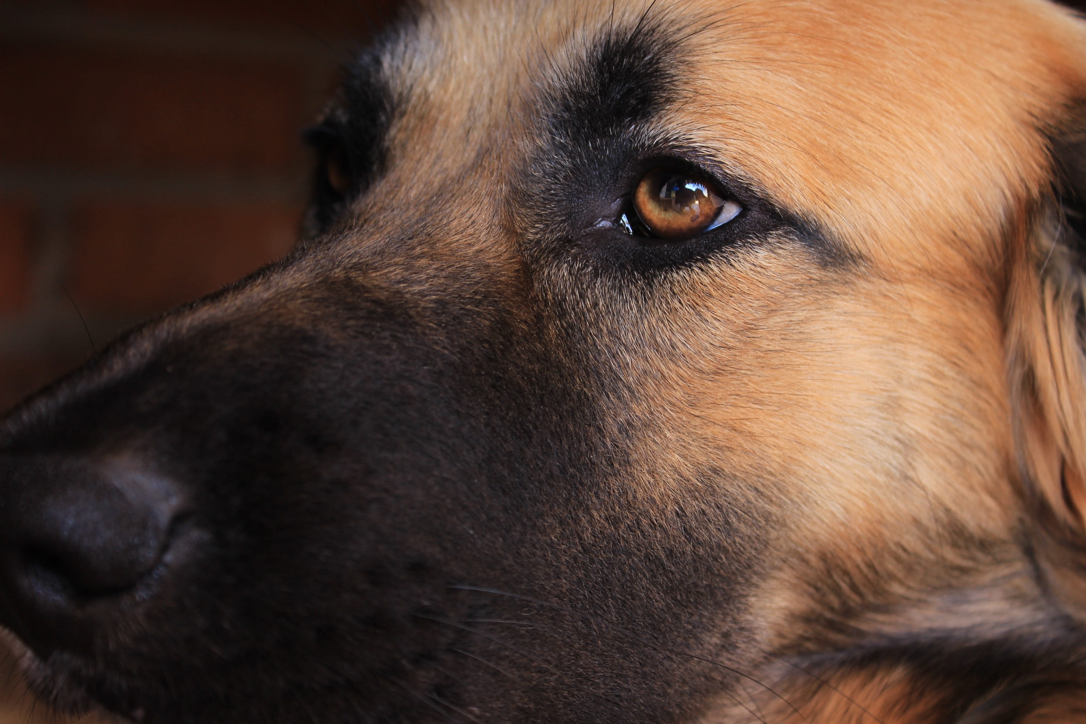 animal head, face, domestic animals, pet, fur, young, canidae, close-up, domestic, no people, eye, looking, brown, portrait, dog, one animal, animal eye, HD Wallpaper