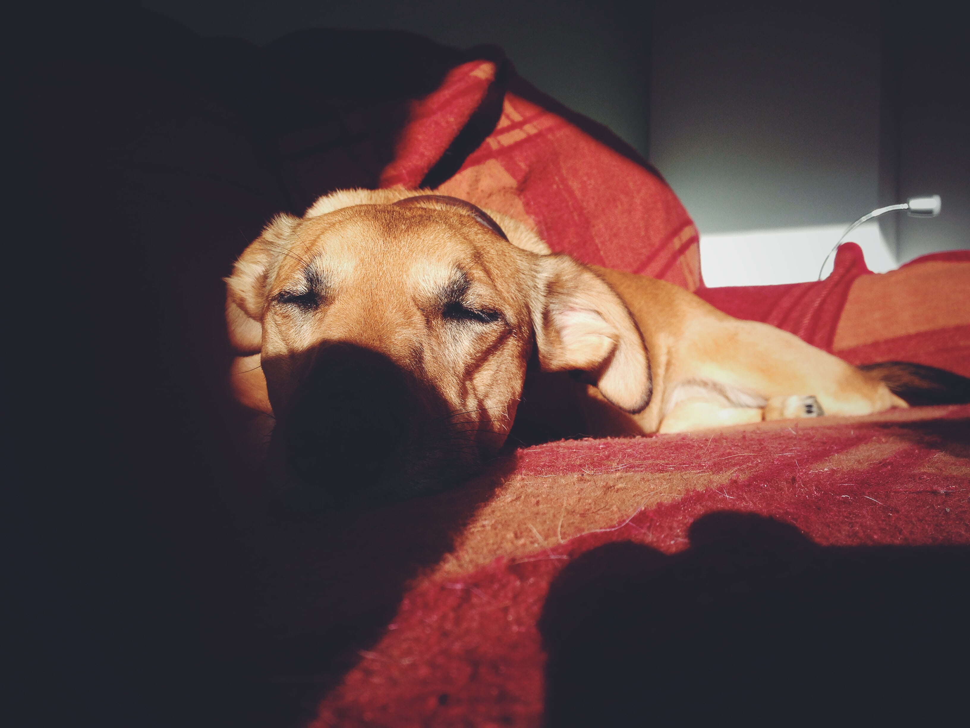 vertebrate, relaxation, domestic, puppy, napping, domestic Animals, animal, purebred, animal photography, animal head, couch, sleeping, home interior, cute, HD Wallpaper