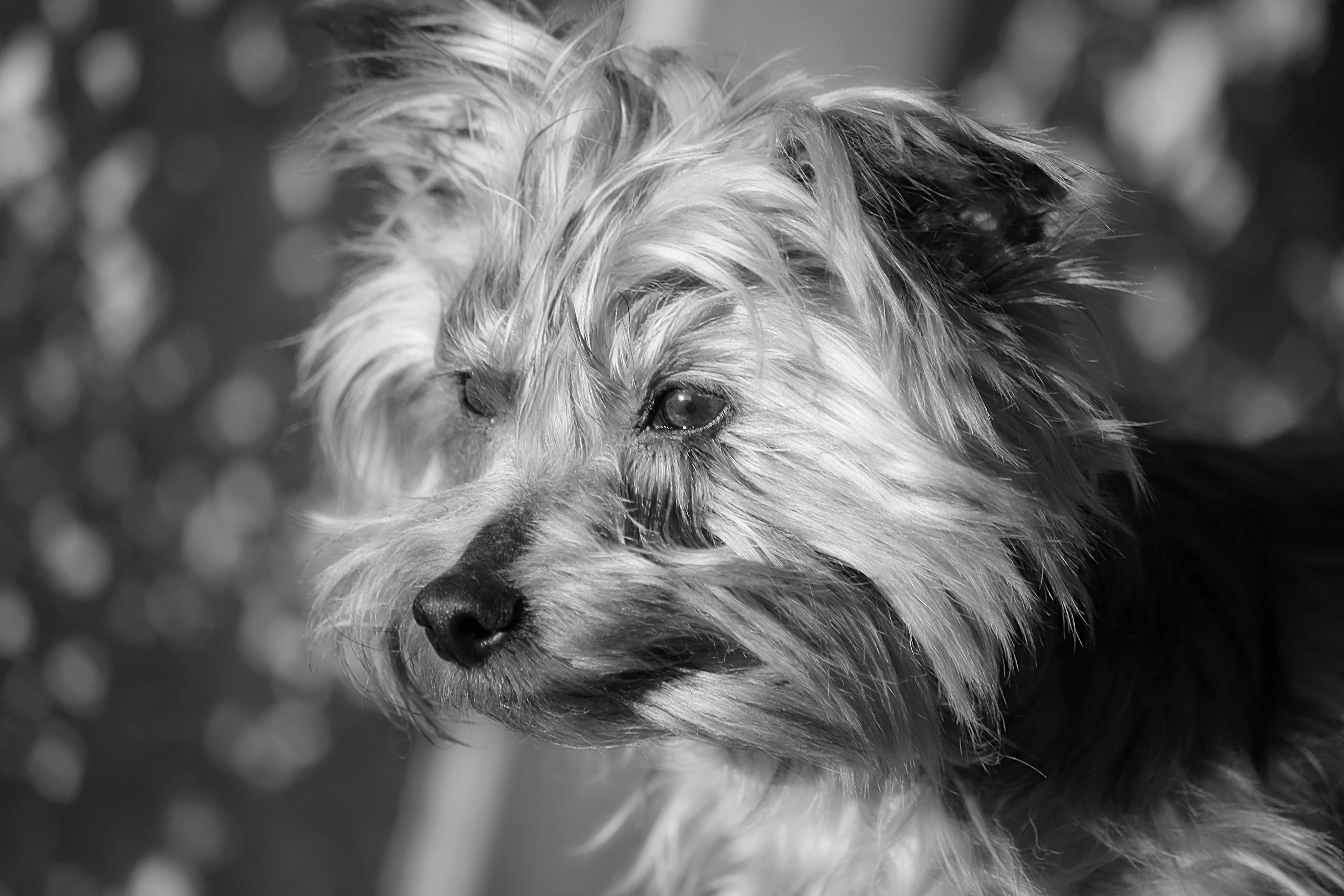 5K, vertebrate, mammal, race, focus on foreground, one animal, hair, close-up, doggie, animal, terrier, contemplation, purebred dog, companion, dog, york, HD Wallpaper