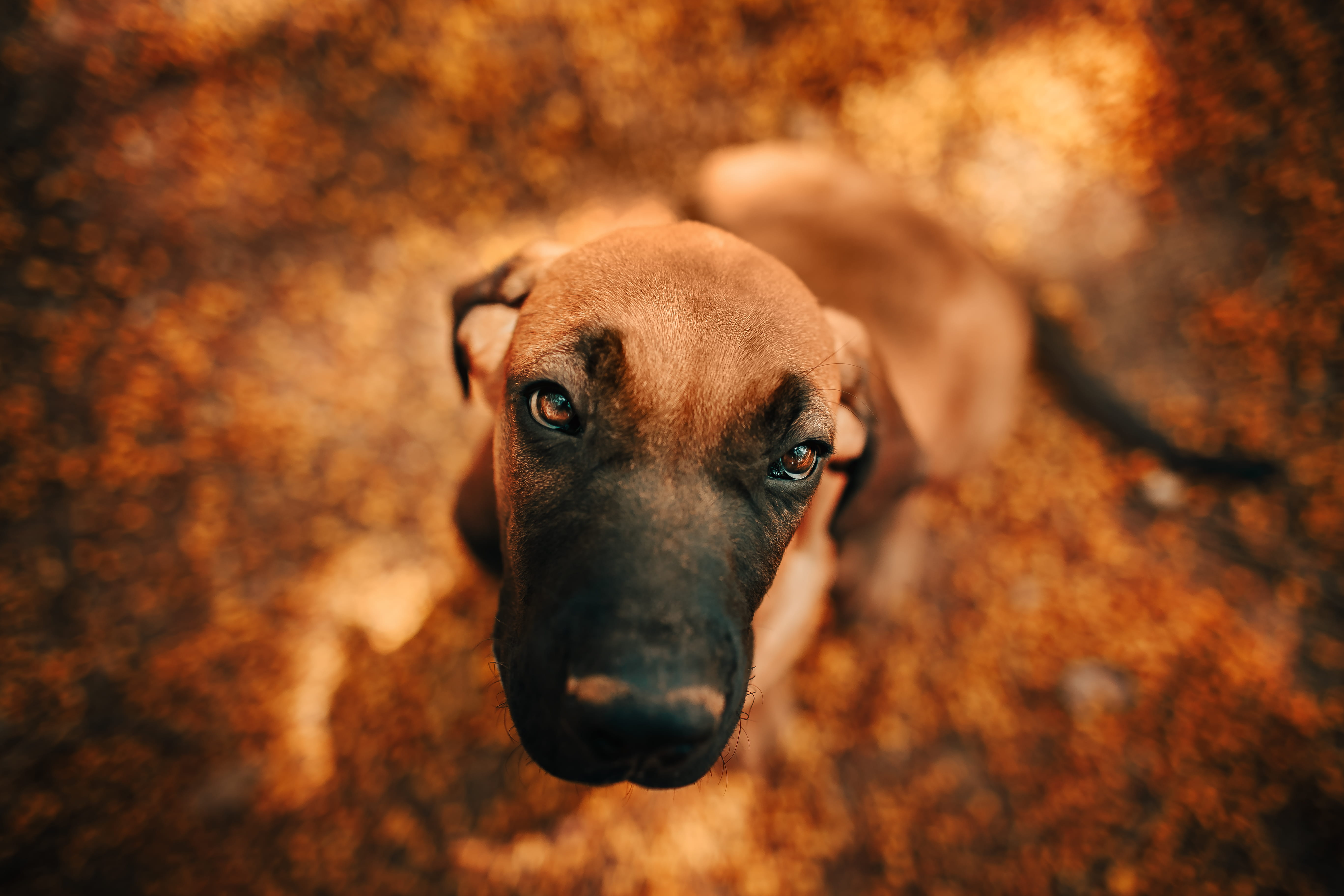 animal, purebred, purebred dog, canidae, depth of field, no people, pet, focus, brown, one animal, change, blur, autumn, vertebrate, animal body part, nature, HD Wallpaper