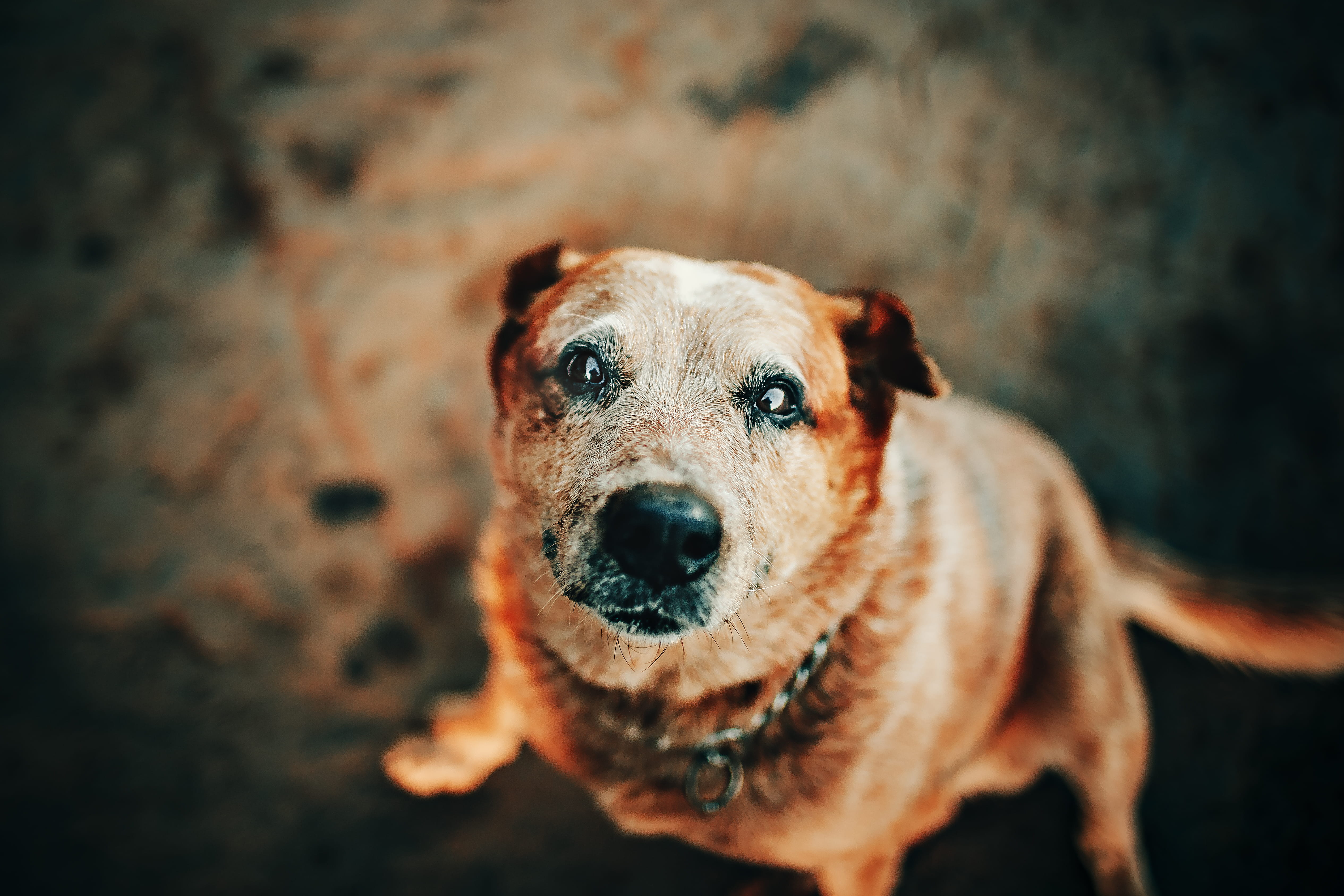 breed, domestic, close-up, domestic animal, animal eye, focus, no people, depth of field, pup, day, 4K, animal, close, looking at camera, domestic animals, HD Wallpaper