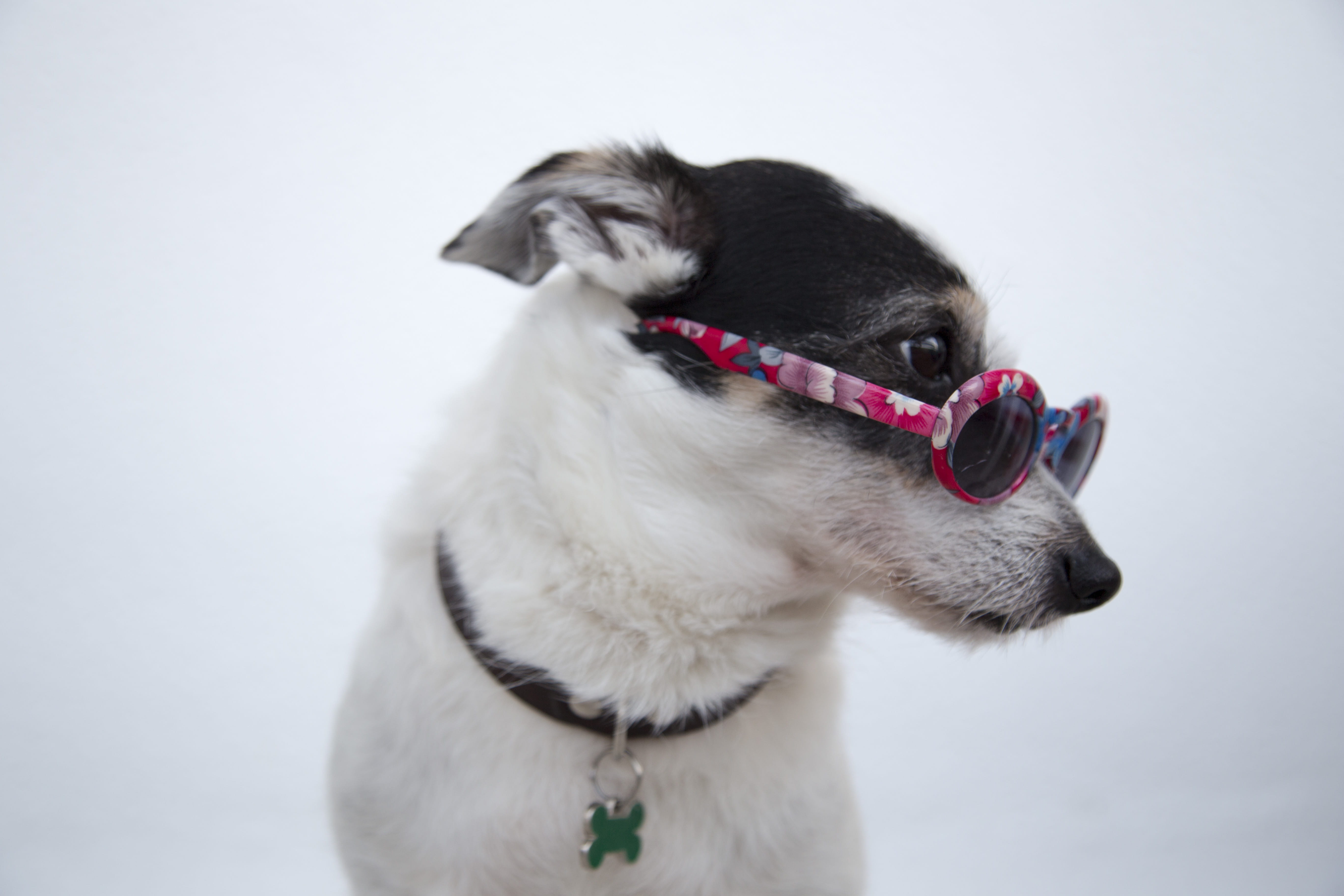 dog, eyewear, 5K, white color, vertebrate, focus on foreground, pet, animal themes, close, white background, photo, jack russell, fur, one animal, studio shot, HD Wallpaper