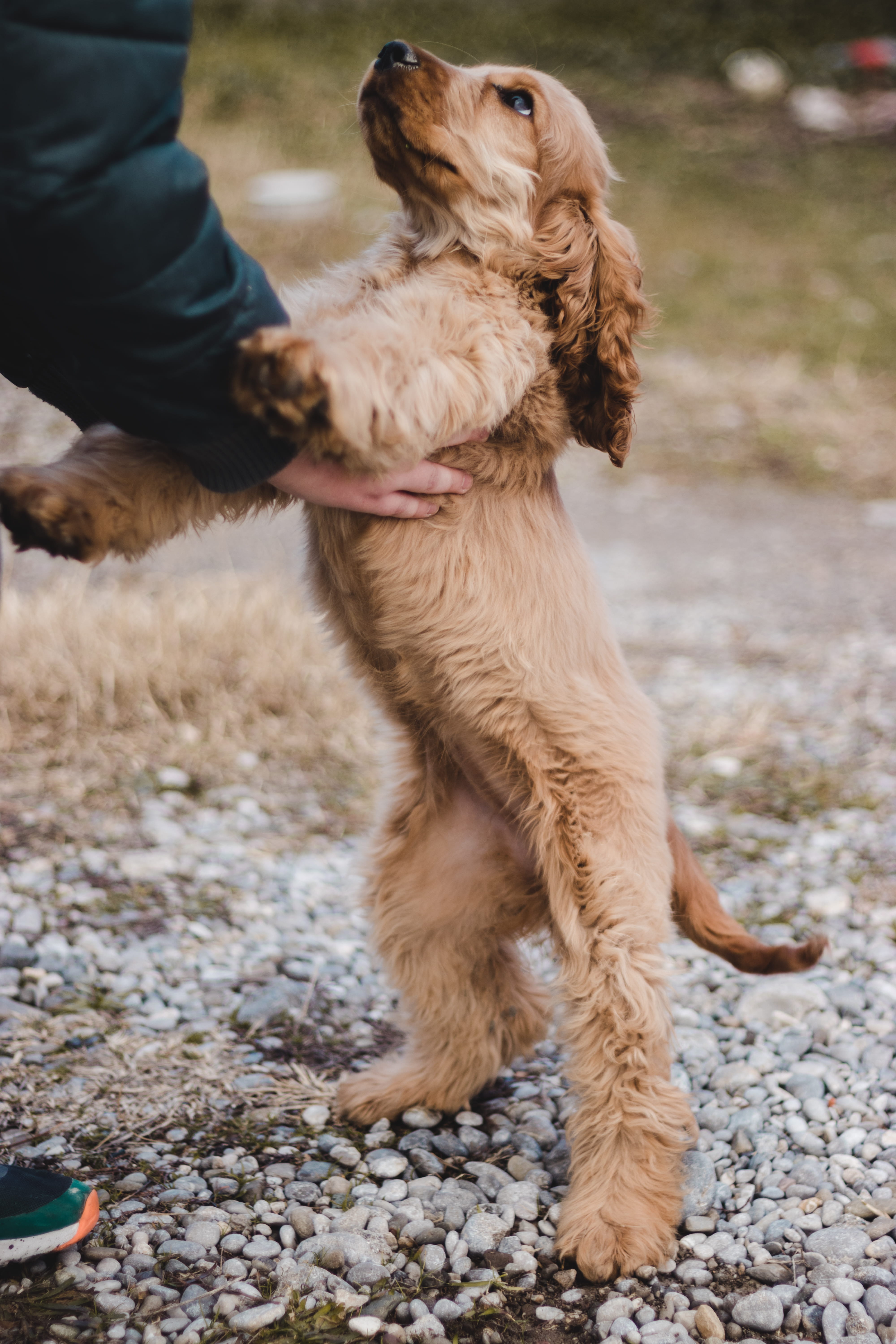rocks, day, one animal, animal, pet owner, puppy, mammal, body part, sitting, cocker spaniel, domestic, hand, one person, canidae, domestic animals, domestic animal, Phone HD Wallpaper