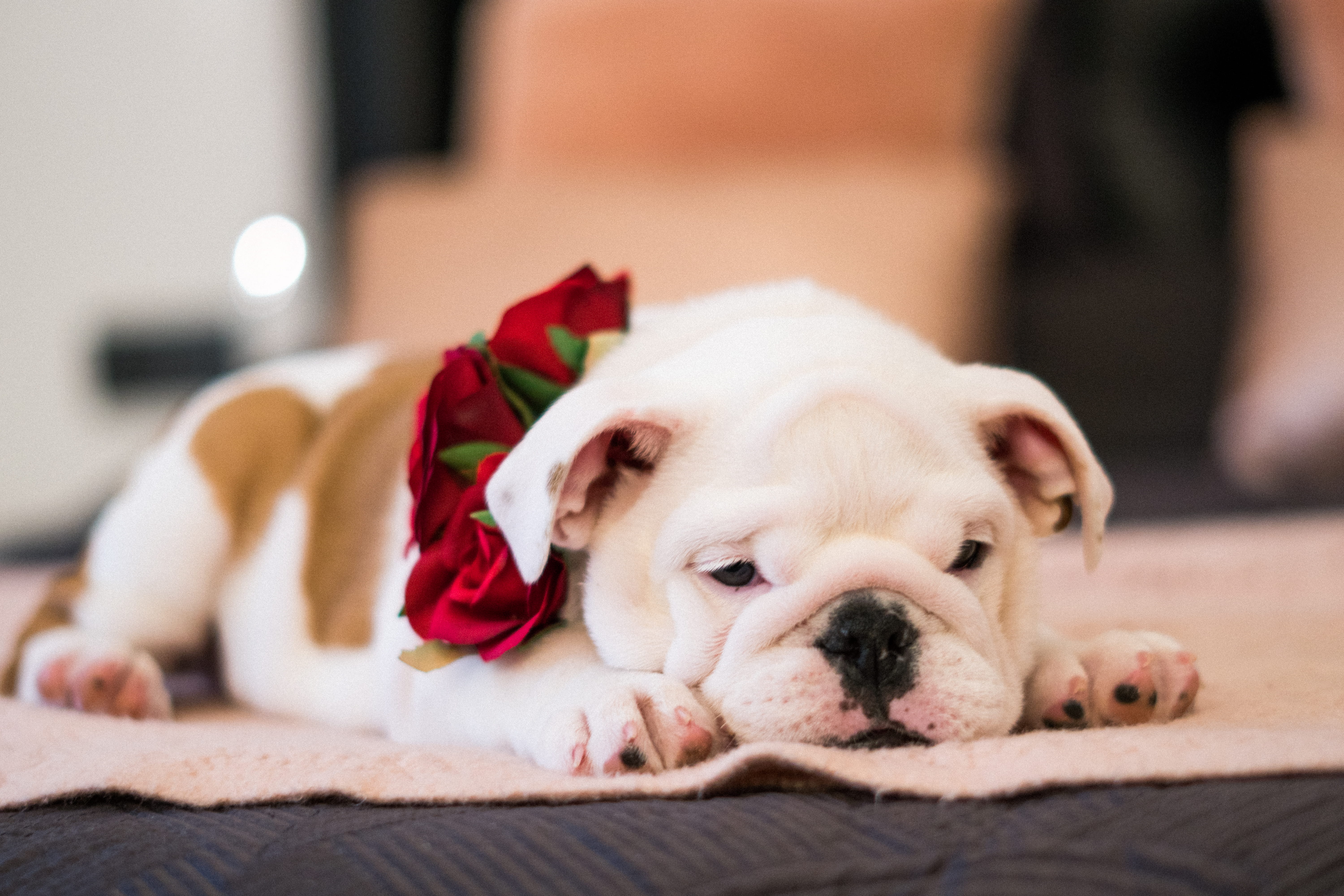 innocence, domestic animal, lying down, focus, purebred, animal photography, bulldog, animal themes, breed, pets, focus on foreground, close-up, portrait, HD Wallpaper