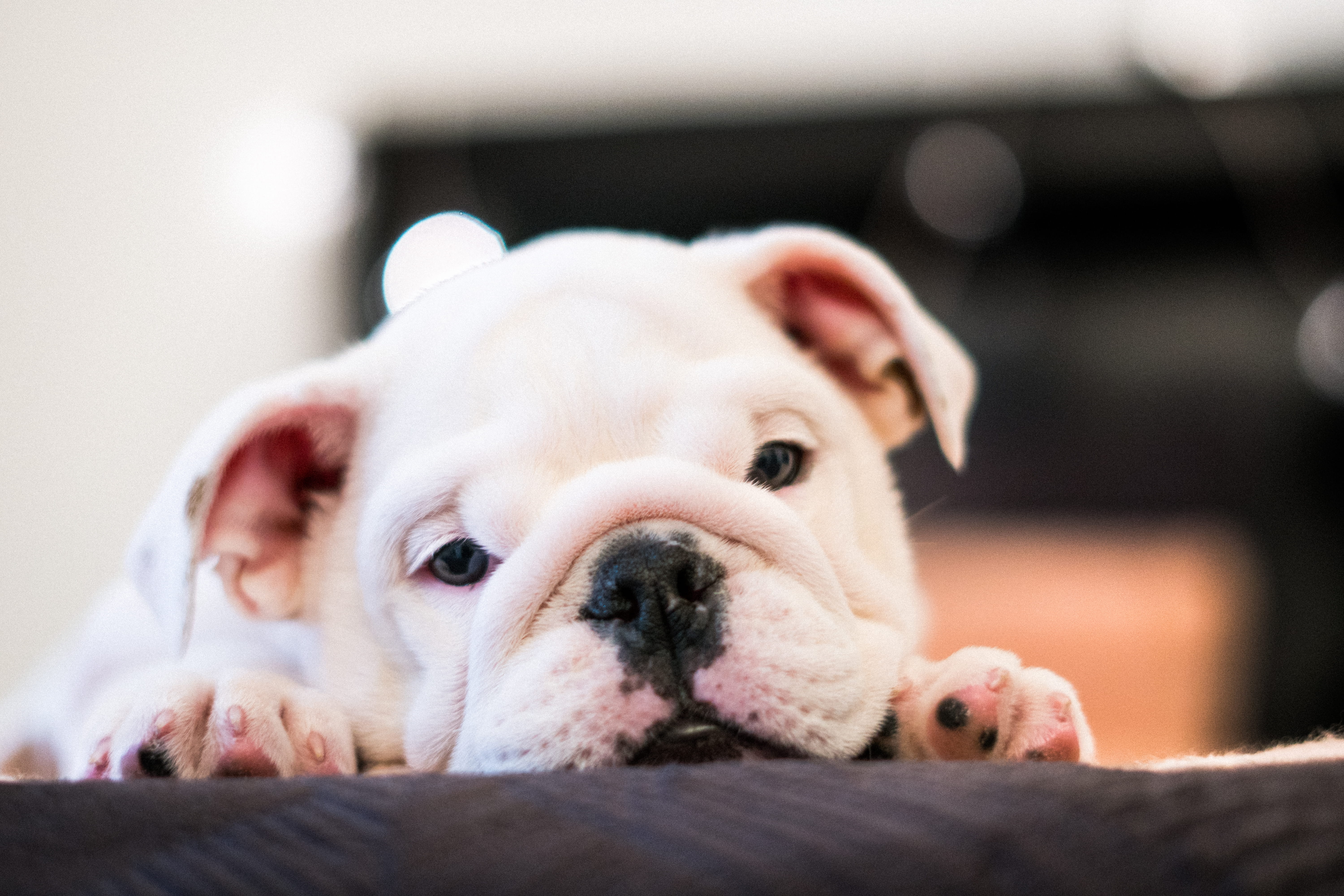 canidae, purebred, adorable, relaxation, young animal, photo, focus, animal, depth of field, pets, animal themes, one animal, domestic animal, laying, animal head, HD Wallpaper