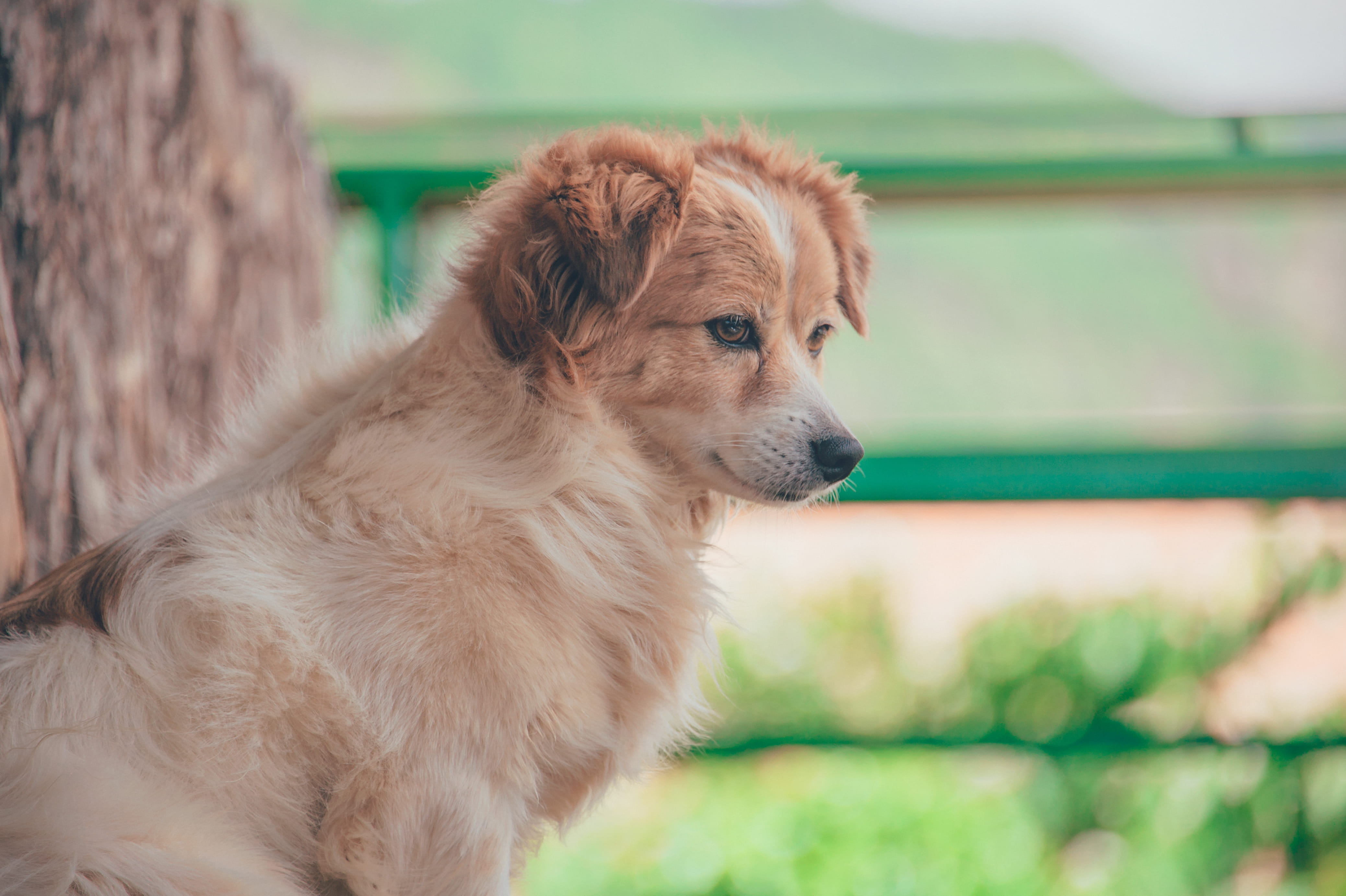 outdoors, canine, retriever, purebred, canidae, close-up, furry, day, looking away, focus, young animal, mammal, dog, close, looking, animal photography, HD Wallpaper