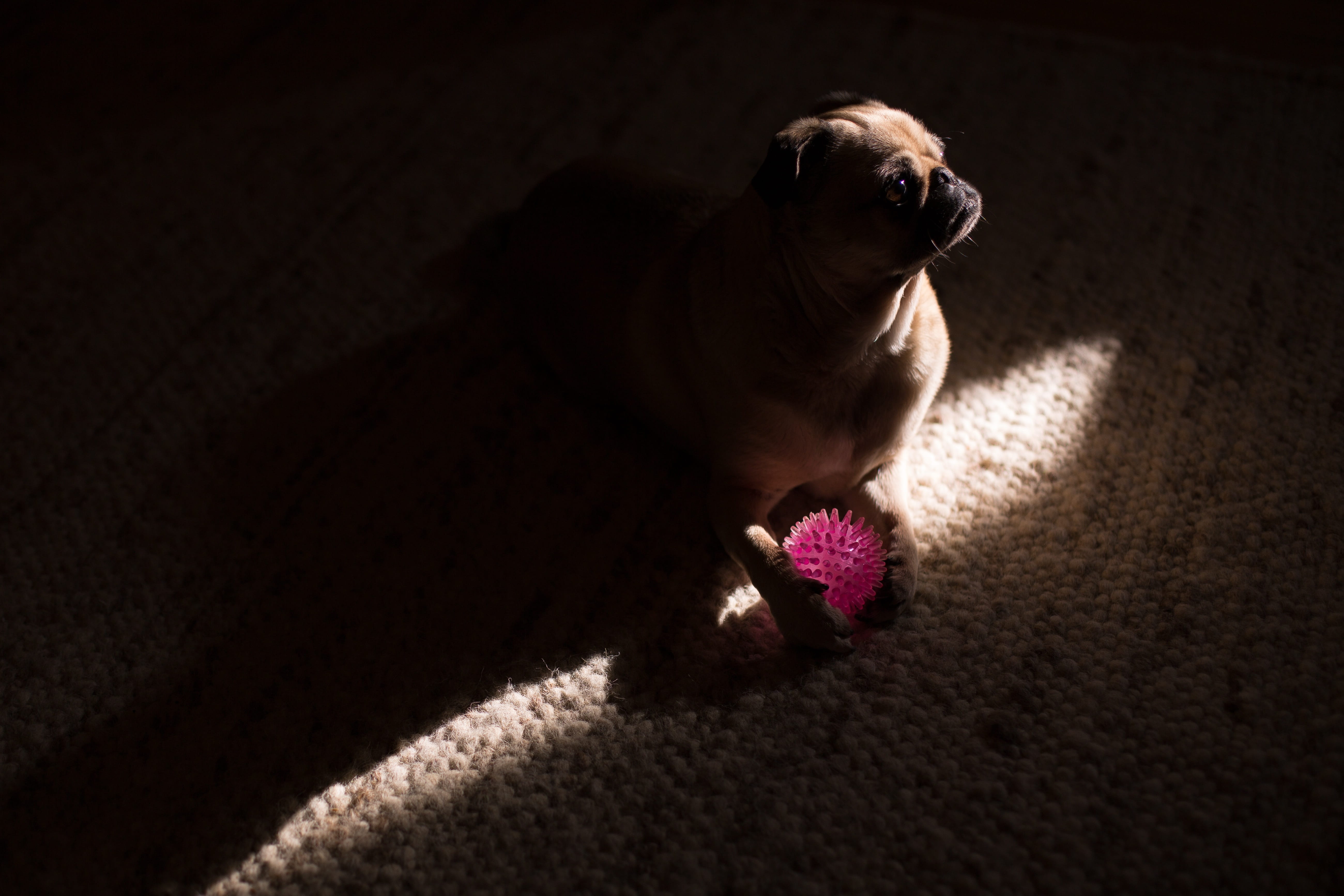 indoors, high angle view, puppy, one animal, playful, canidae, fur, breed, portrait, cute, pink color, dark, shadow, pet, pets, small, pug, flower, domestic animals, HD Wallpaper
