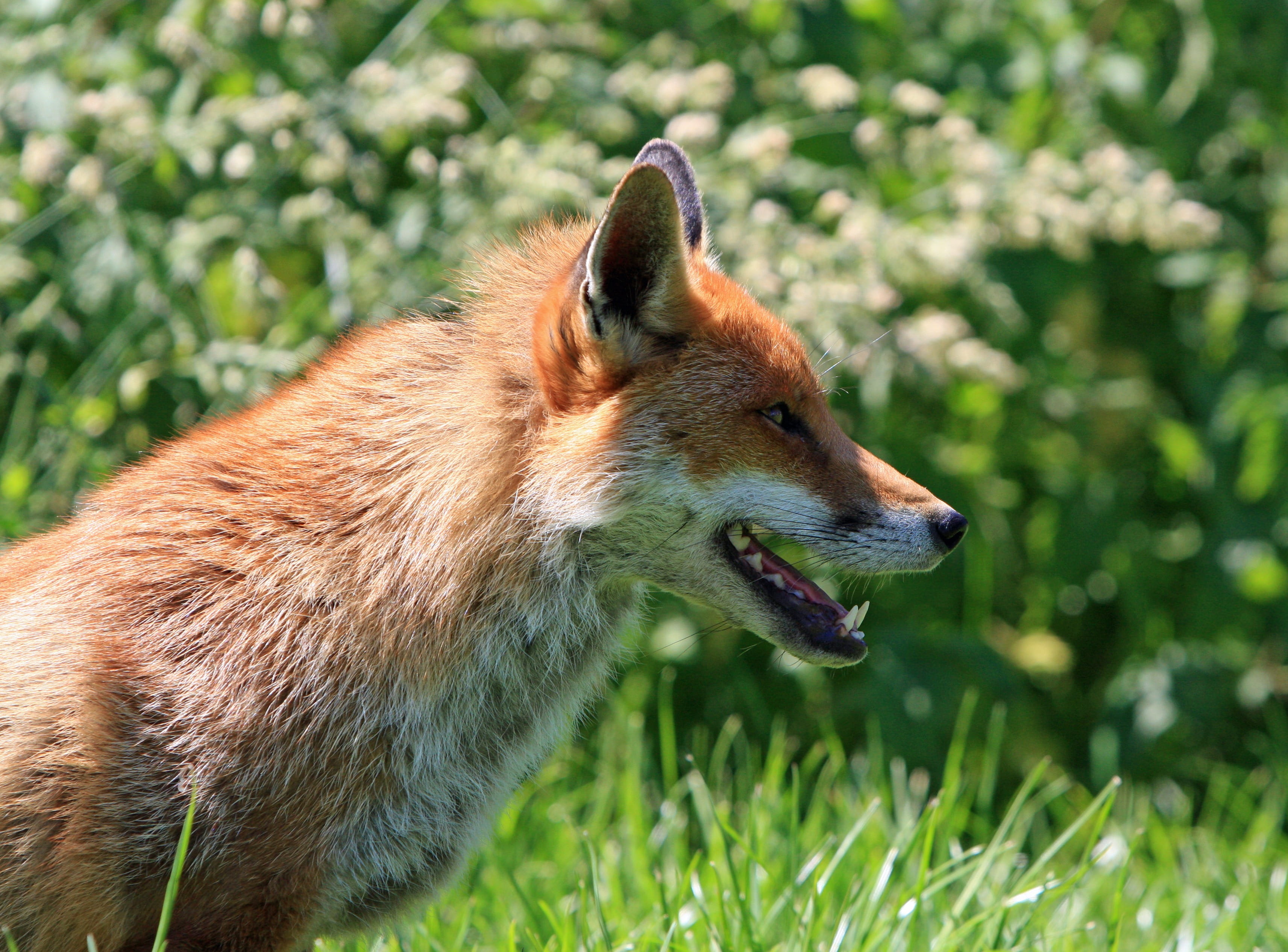 mammal, field, animal body part, sunlight, canine, nature, wild animal, profile view, plant, green, wildlife, day, animal wildlife, aggression, animal photography, HD Wallpaper