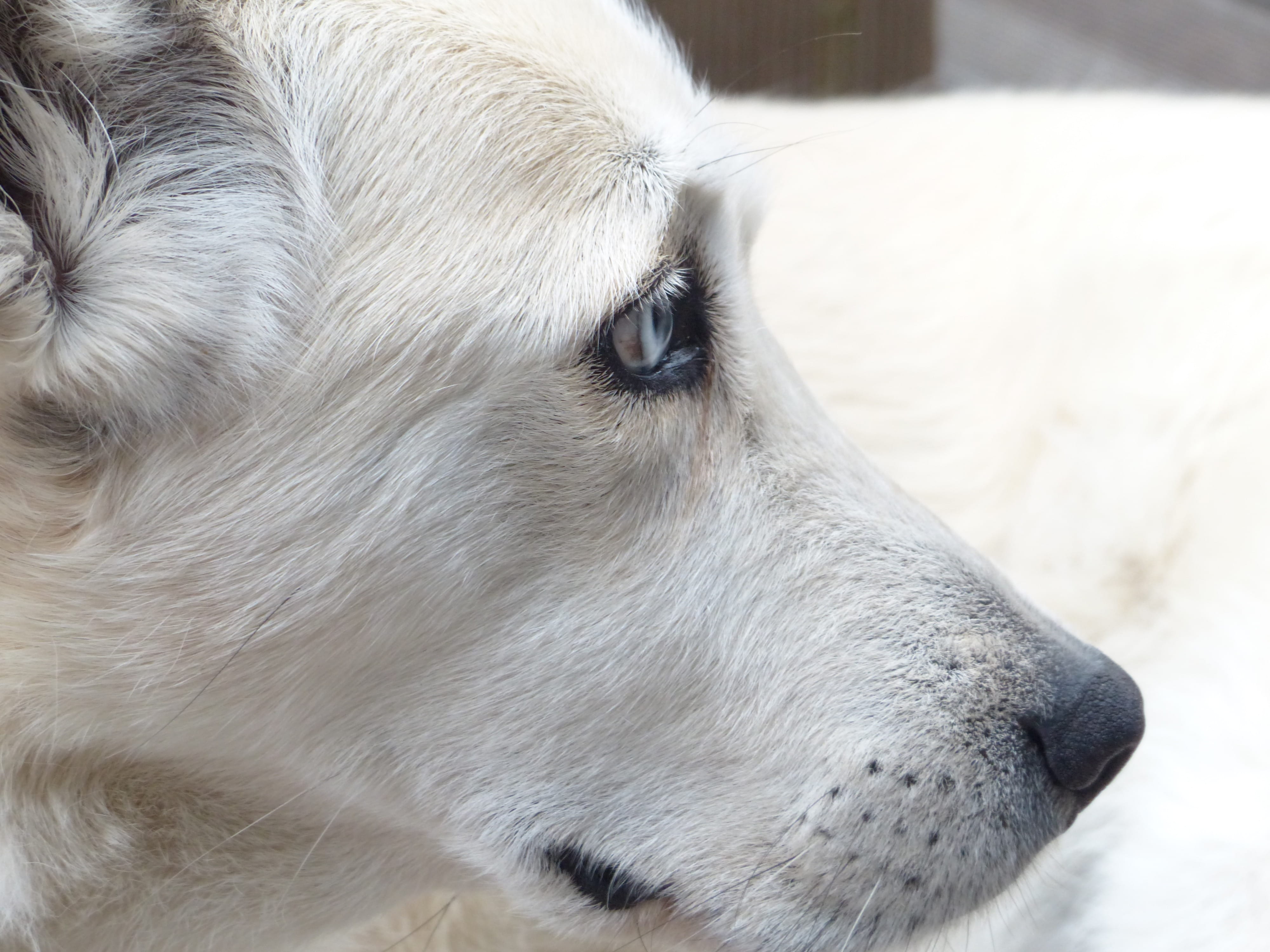 pet, 4K, mammal, coated, siberian husky, canine, face, close-up, animal, canidae, animal photography, day, domestic, eye, fur, snout, animal body part, HD Wallpaper