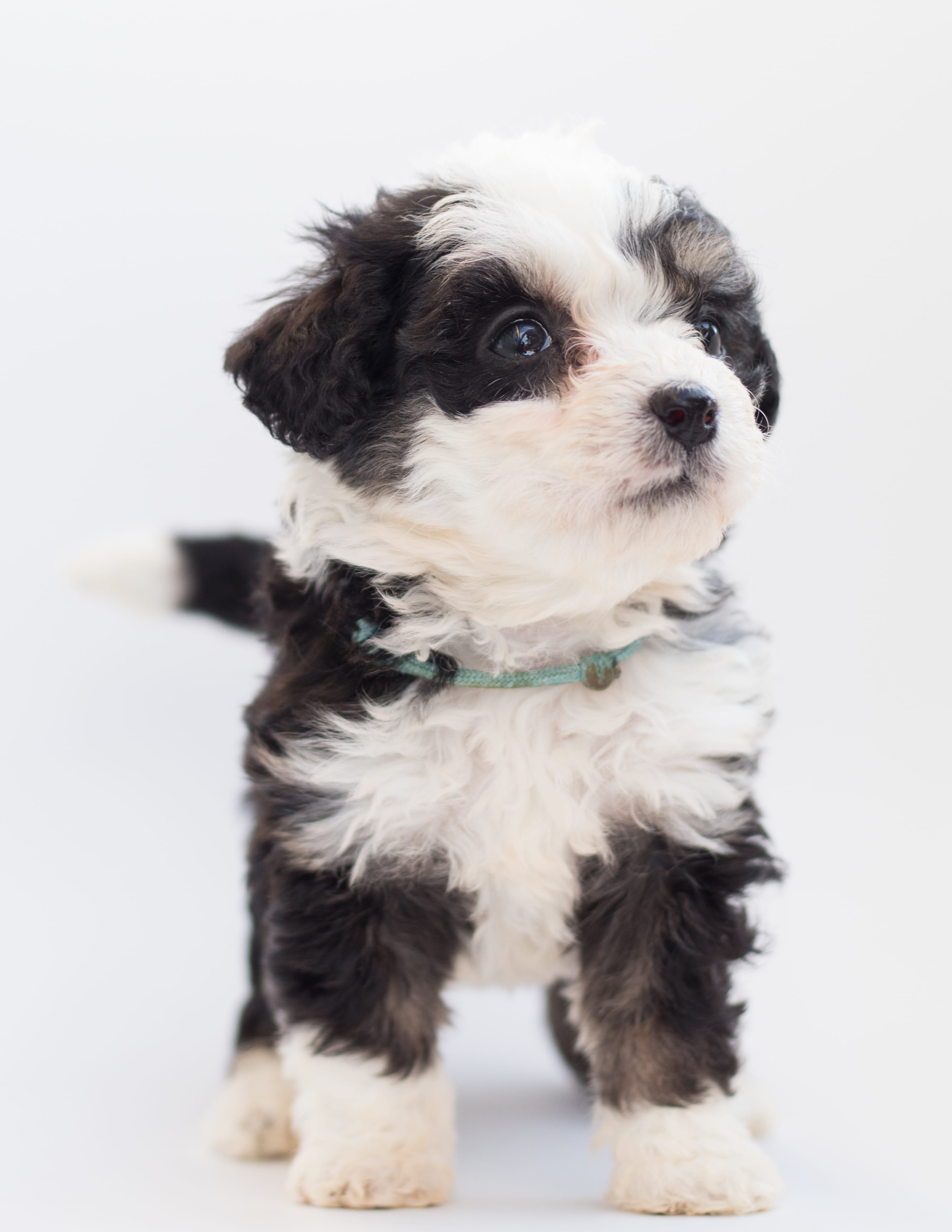small, breed, mammal, vertebrate, dog, cute, furry, studio shot, photo, bernese mountain dog, portrait, 4K, pup, purebred, little, one animal, young animal, Phone HD Wallpaper