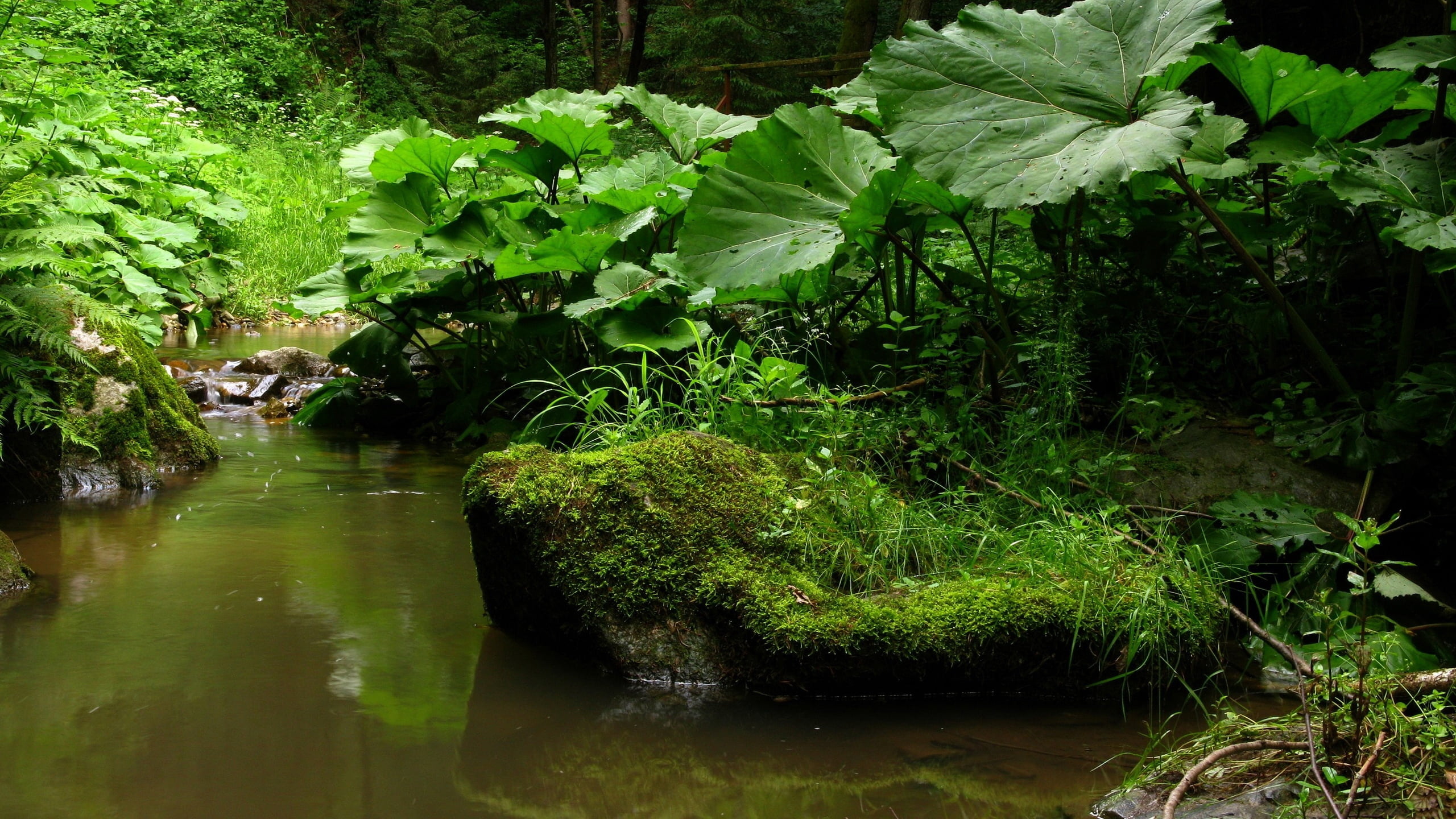 green, day, lake, vegetation, asia, freshness, no people, outdoors, plant, murmur, environment, flowing water, beauty In Nature, reflection, plant part, HD Wallpaper