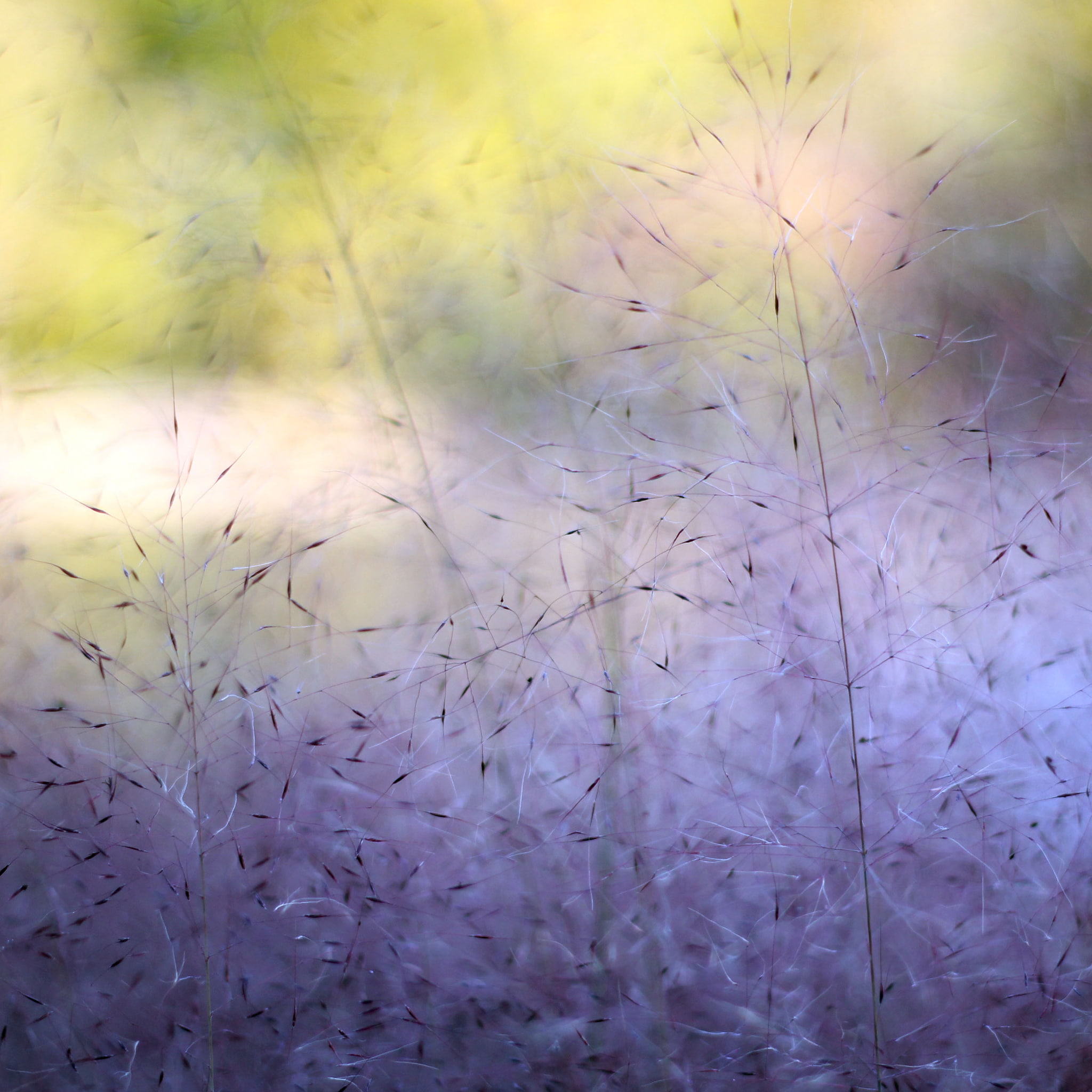 outdoors, backgrounds, nature, flowering plant, close-up, tranquil scene, no people, close‑up, photography, purple, 1080P, canon, beauty in nature, land, Phone HD Wallpaper