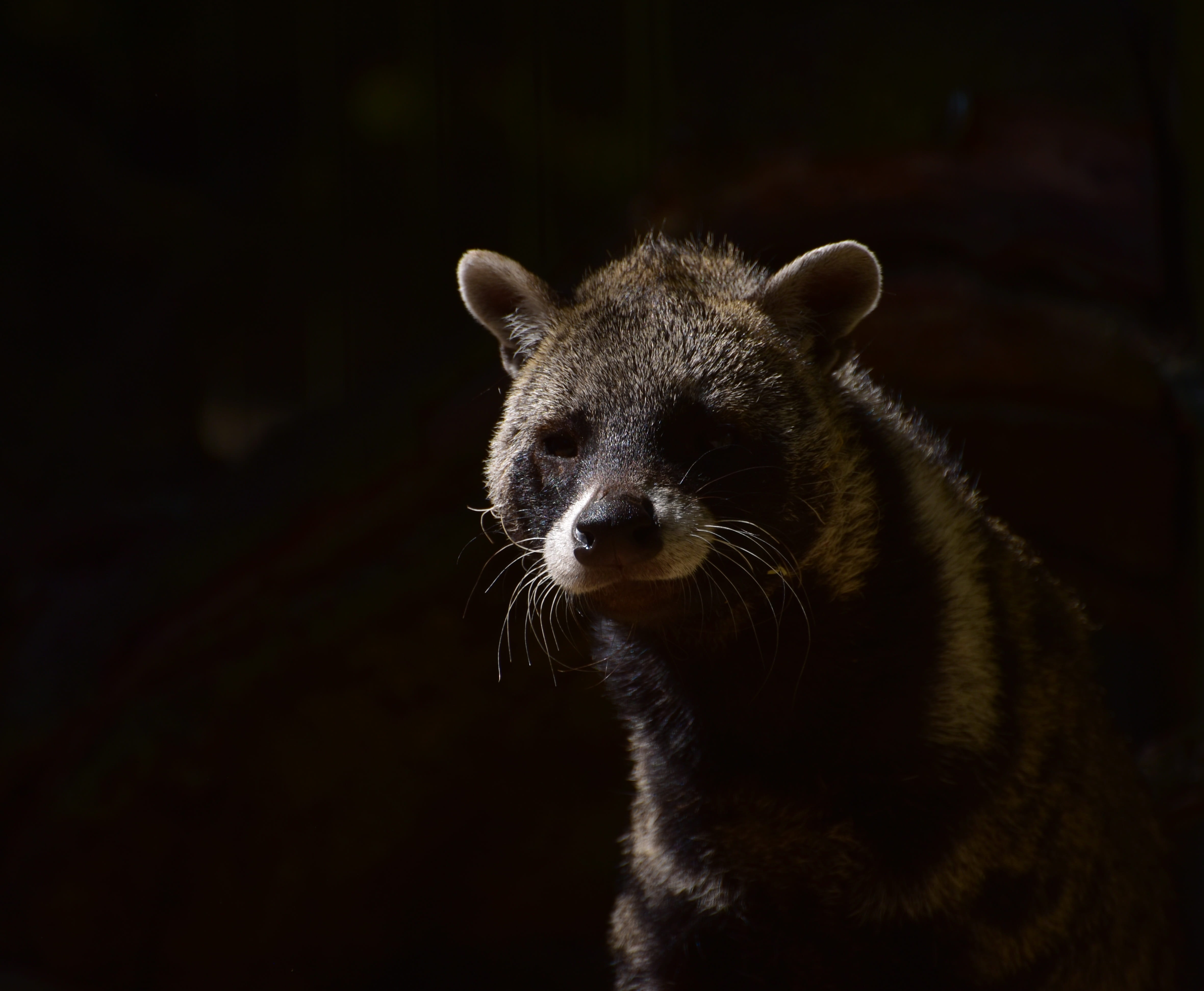 day, animals in the wild, looking at camera, carnivores, dangerous, close-up, tooth, vertebrate, forest, predator, mammal, outdoors, 4K, hair, raccoon, HD Wallpaper