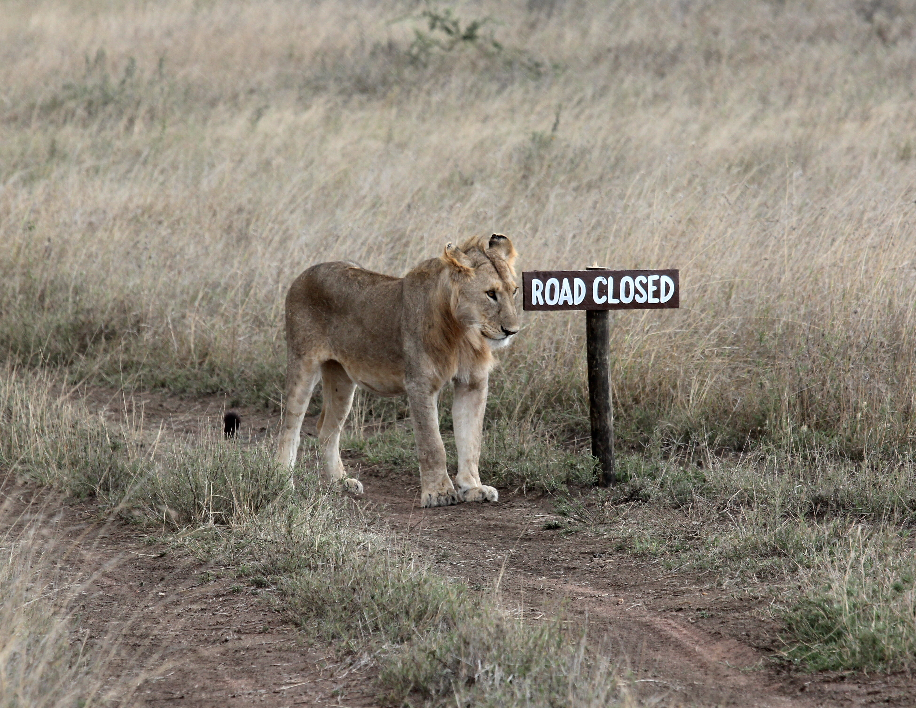 text, animal photography, road, side view, grass, plant, fur, predator, animal, lion, wildlife, park, vertebrate, felidae, one animal, danger, animal themes, HD Wallpaper