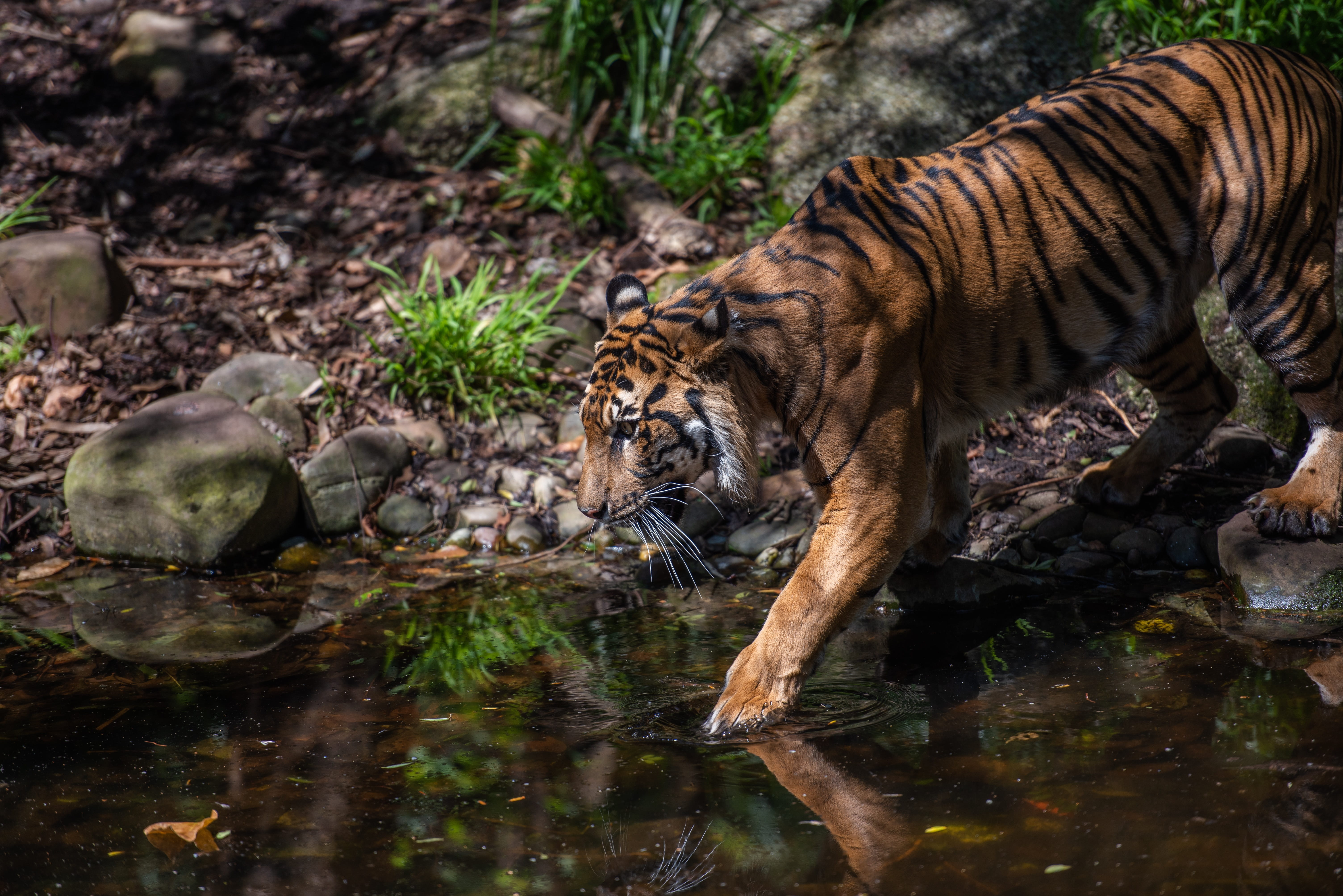 lake, reddish-orange, felidae, zoo, animal themes, animal wildlife, predator, endangered, carnivora, wildlife, 5K, striped, dangerous, mammal, outdoors, HD Wallpaper