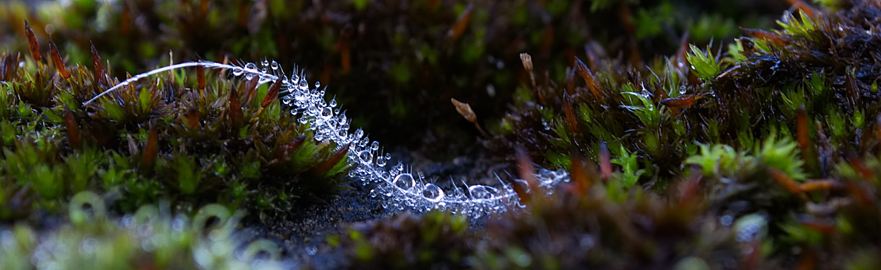 day, ornamental garden, growth, 2K, plant, macro, long exposure, beaded, splash, drip, flowing, moss, plant part, droplets, drop of water, green color, HD Wallpaper