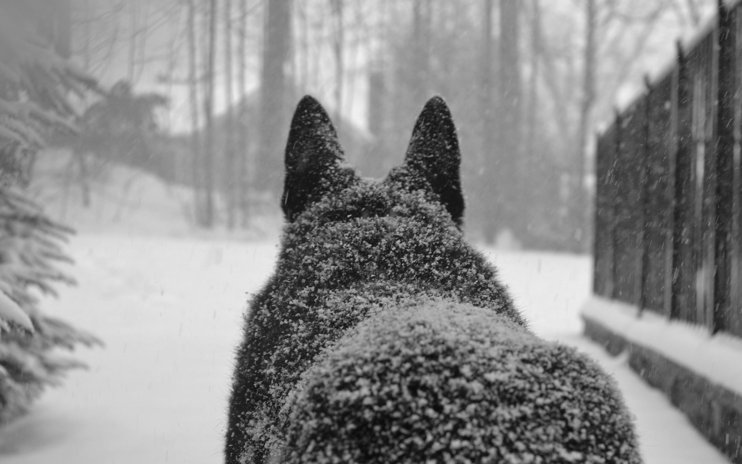 dog, animal themes, snowing, pets, vertebrate, one animal, domestic animals, close-up, outdoors, day, mammal, plant, canine, warm clothing, animal, 2K, HD Wallpaper