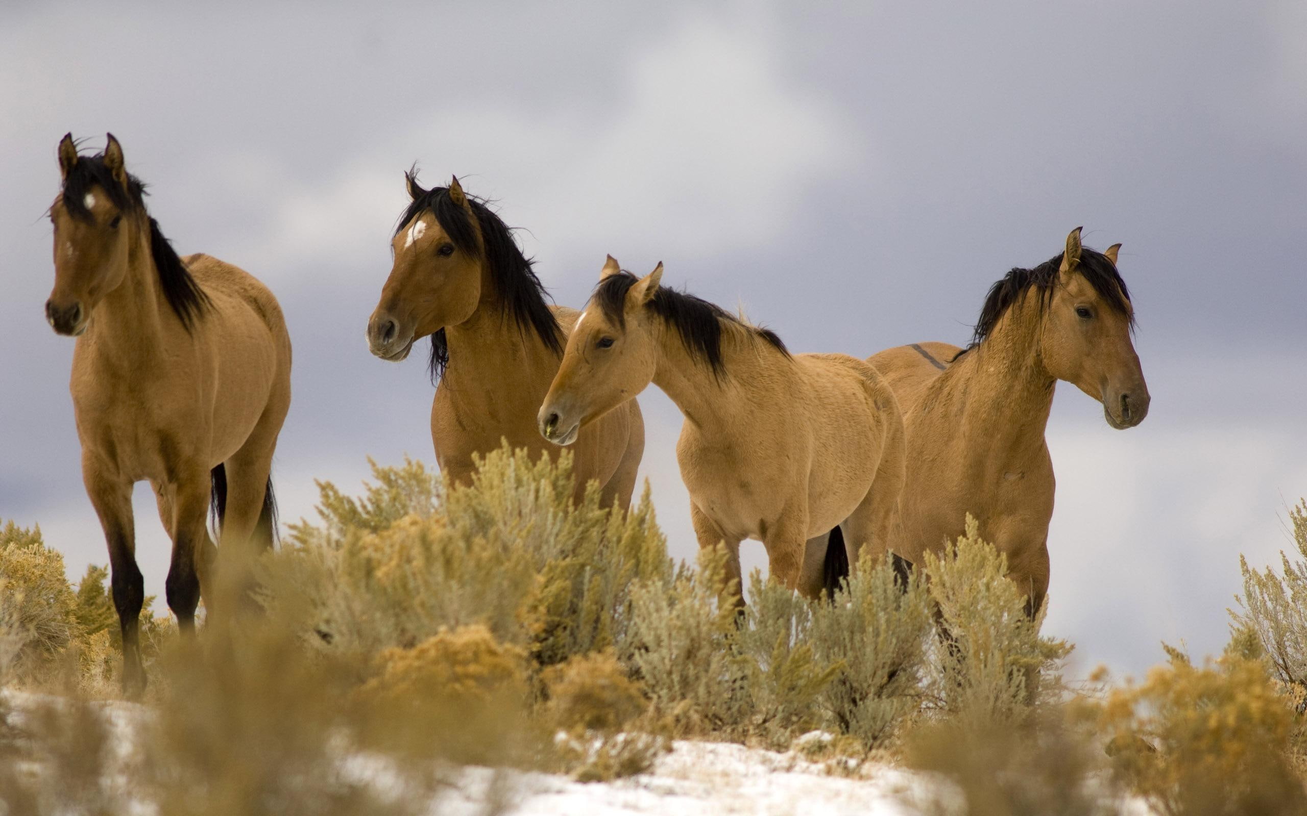 animals, nature, four, horse, horses, wild, photography, 2K, animal, HD Wallpaper