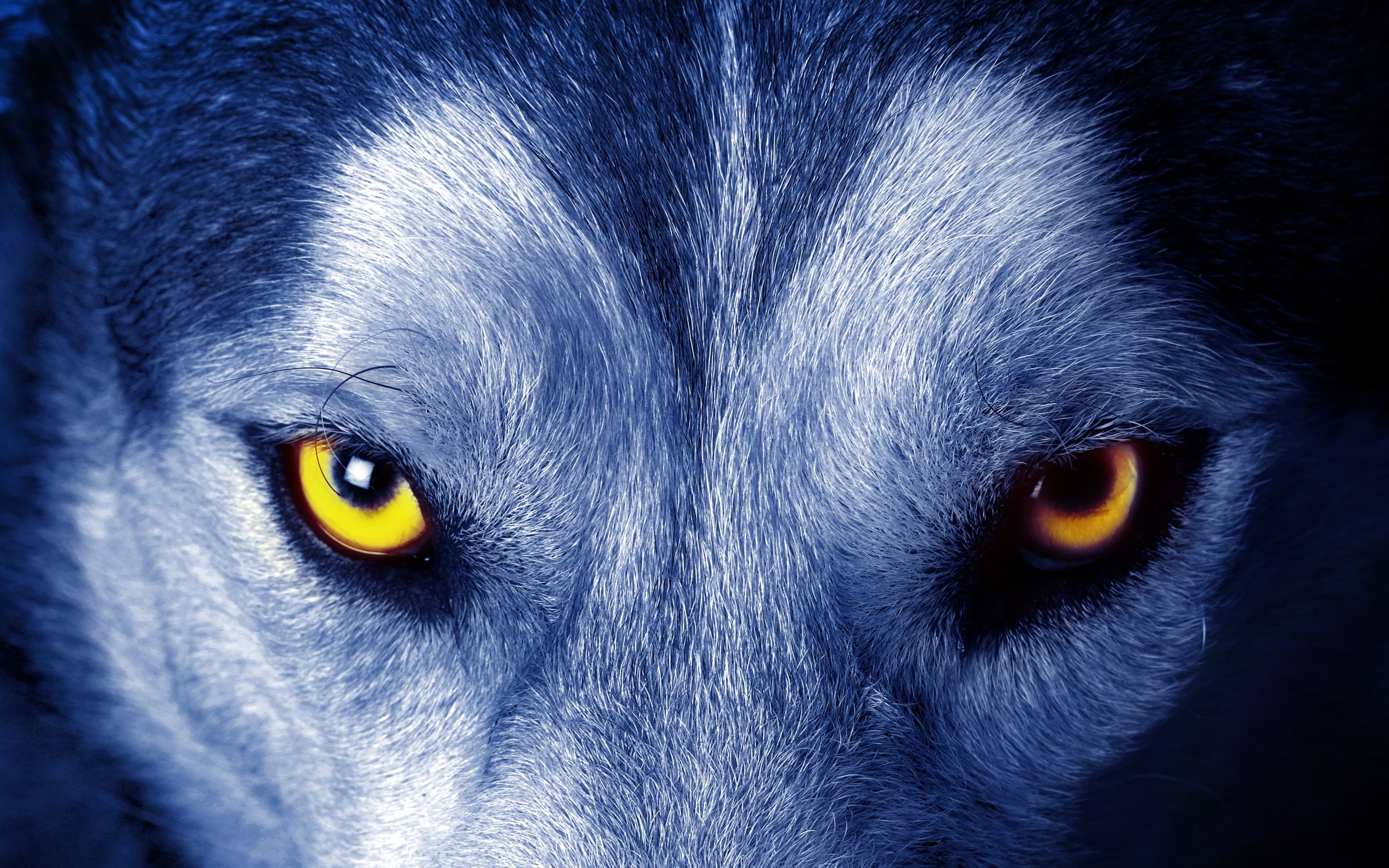 fur, face, nature, 2K, closeup, wolf, yellow eyes, animals, HD Wallpaper